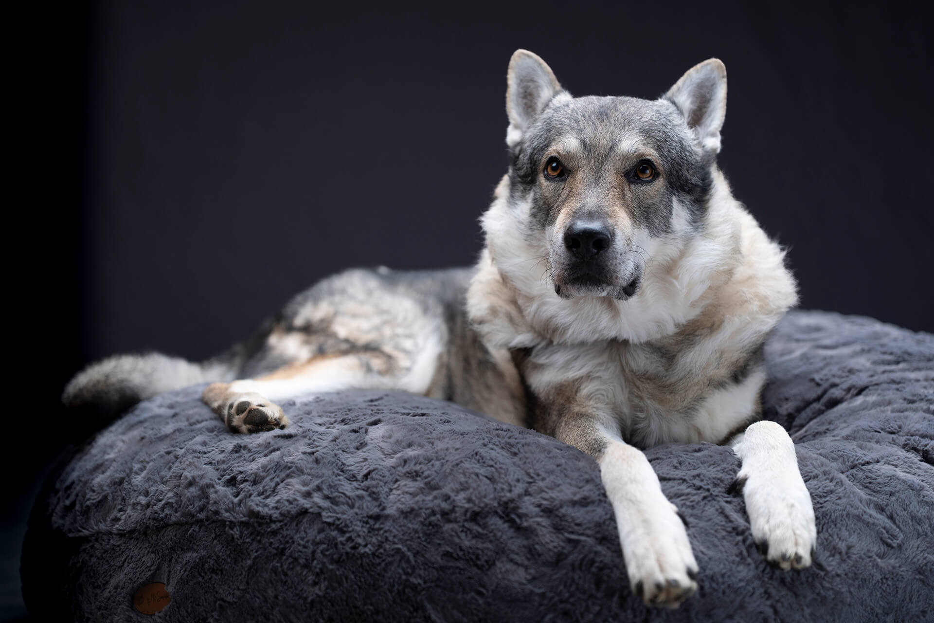 frech_pfoto_orell_inspiration_seelenhund_01.jpg