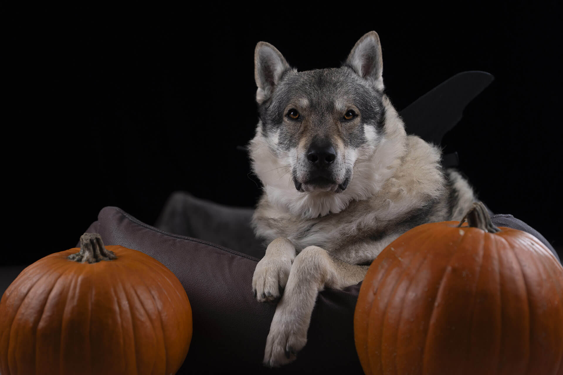 frech_pfoto_orell_inspiration_seelenhund_02.jpg