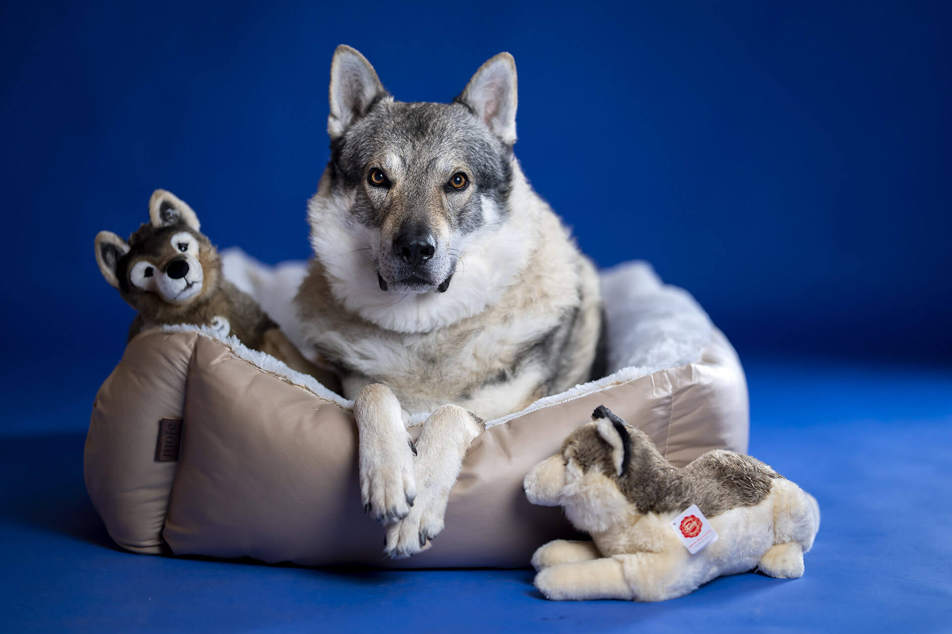 frech_pfoto_orell_inspiration_seelenhund_03.jpg