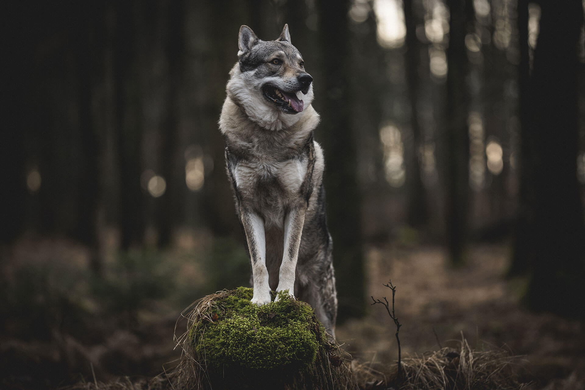 frech_pfoto_orell_inspiration_seelenhund_04.jpg
