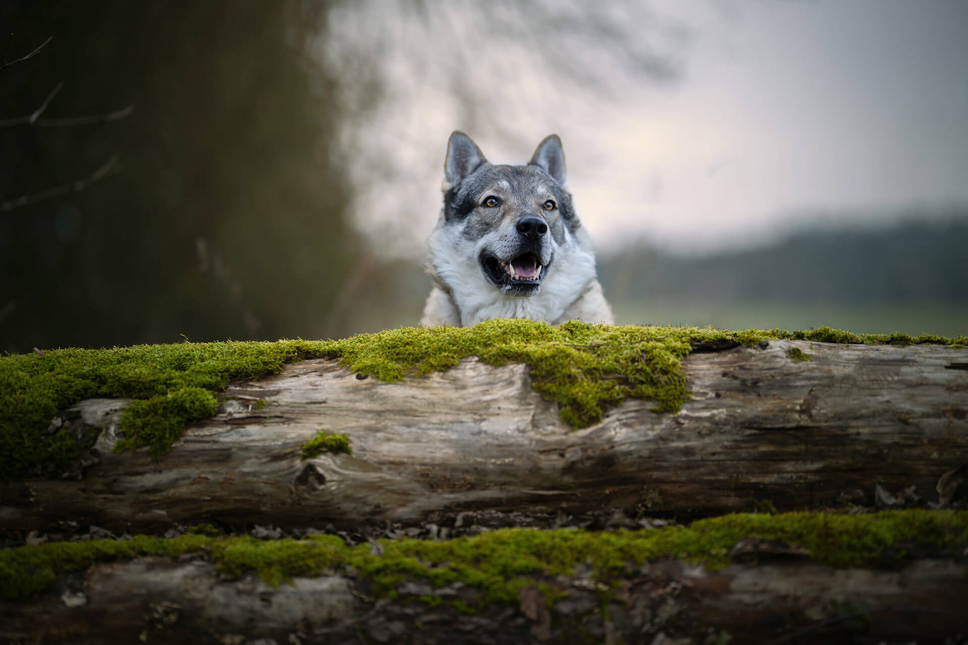 frech_pfoto_orell_inspiration_seelenhund_05.jpg