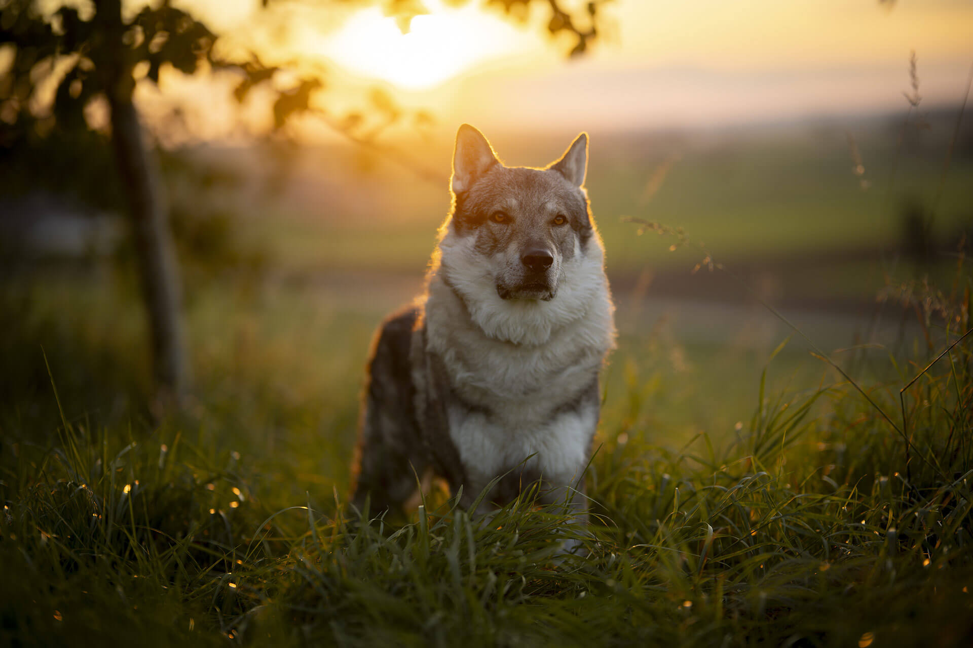 frech_pfoto_orell_inspiration_seelenhund_06.jpg