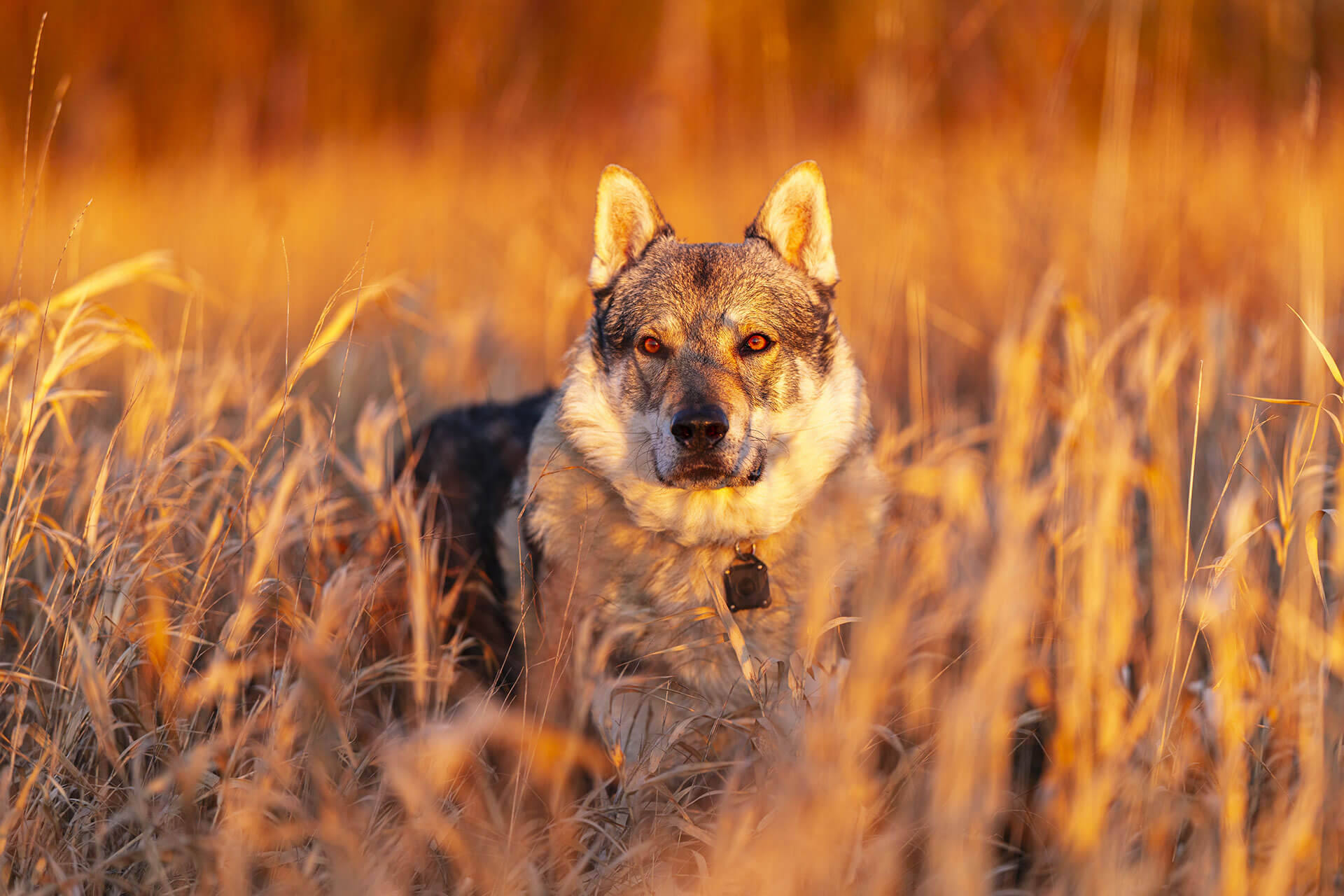 frech_pfoto_orell_inspiration_seelenhund_07.jpg