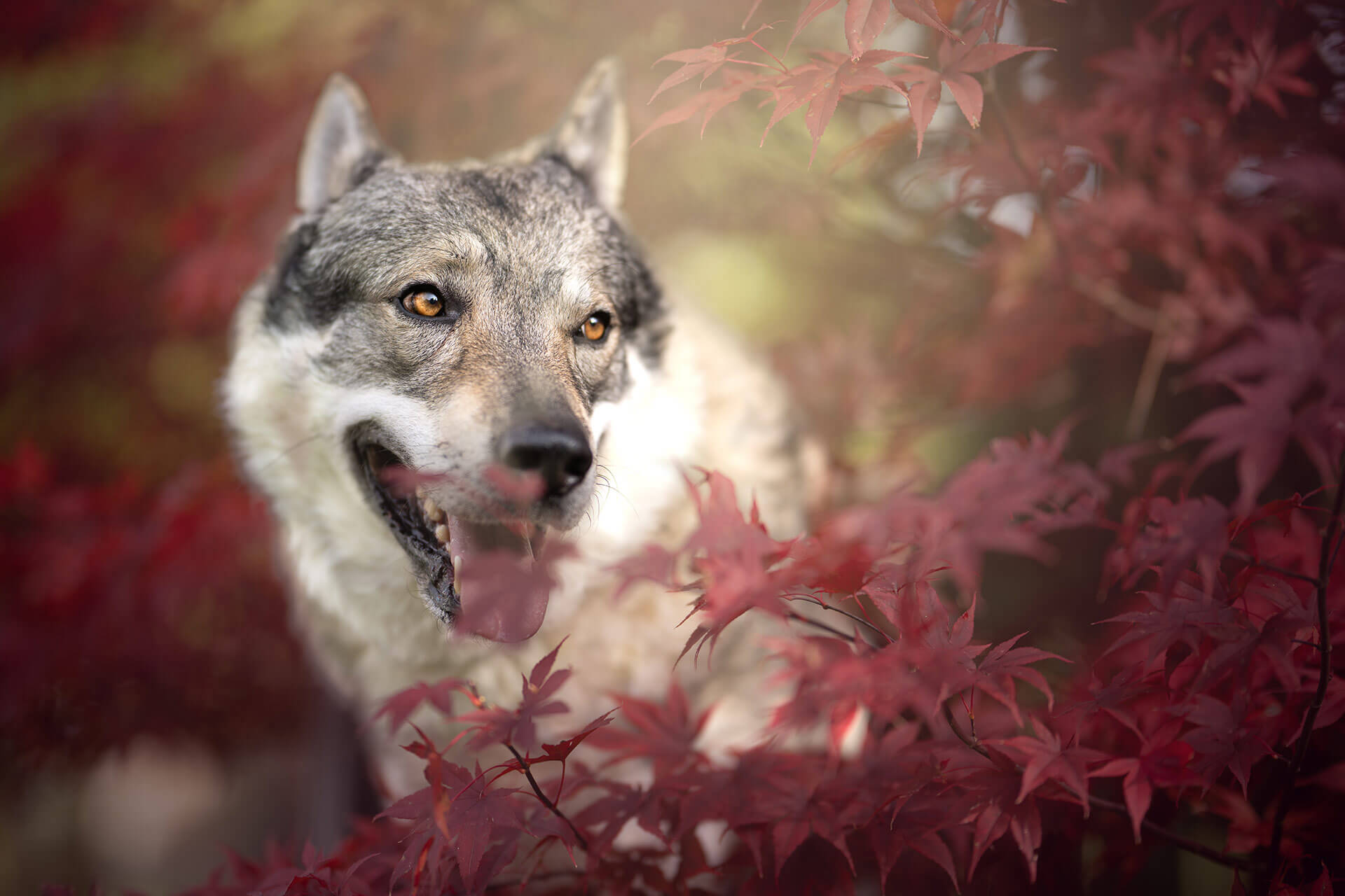 frech_pfoto_orell_inspiration_seelenhund_08.jpg