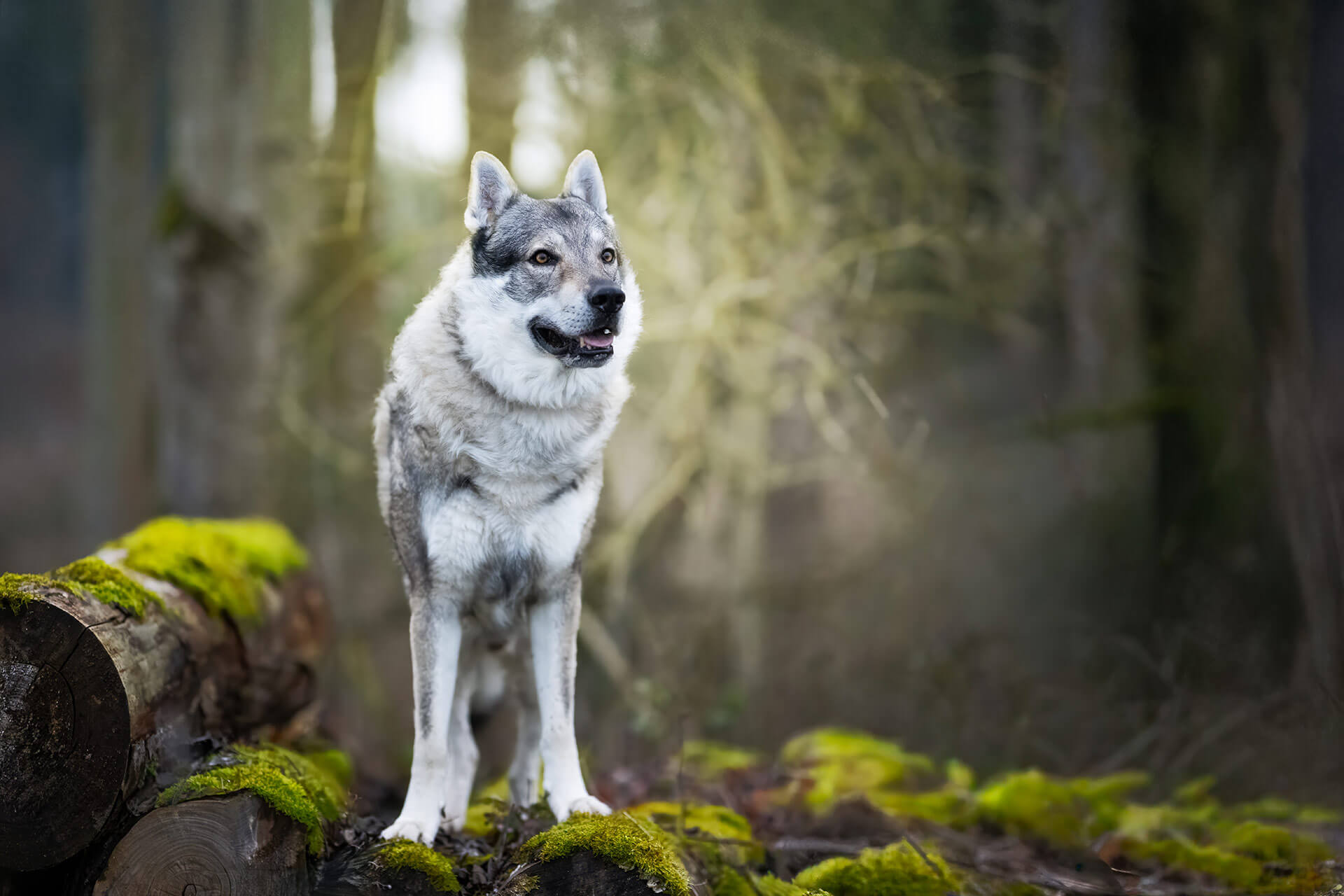 frech_pfoto_orell_inspiration_seelenhund_09.jpg