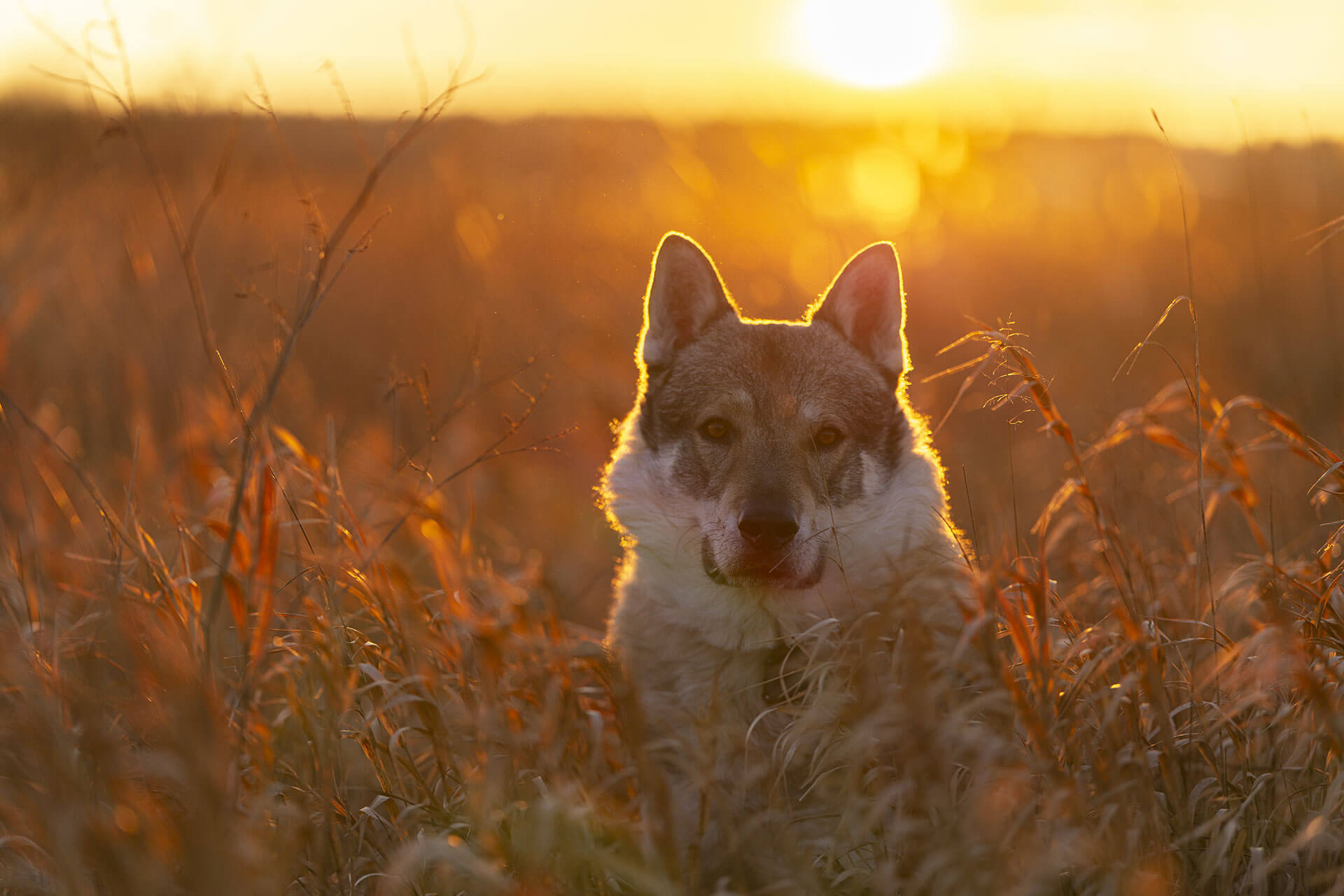 frech_pfoto_orell_inspiration_seelenhund_10.jpg