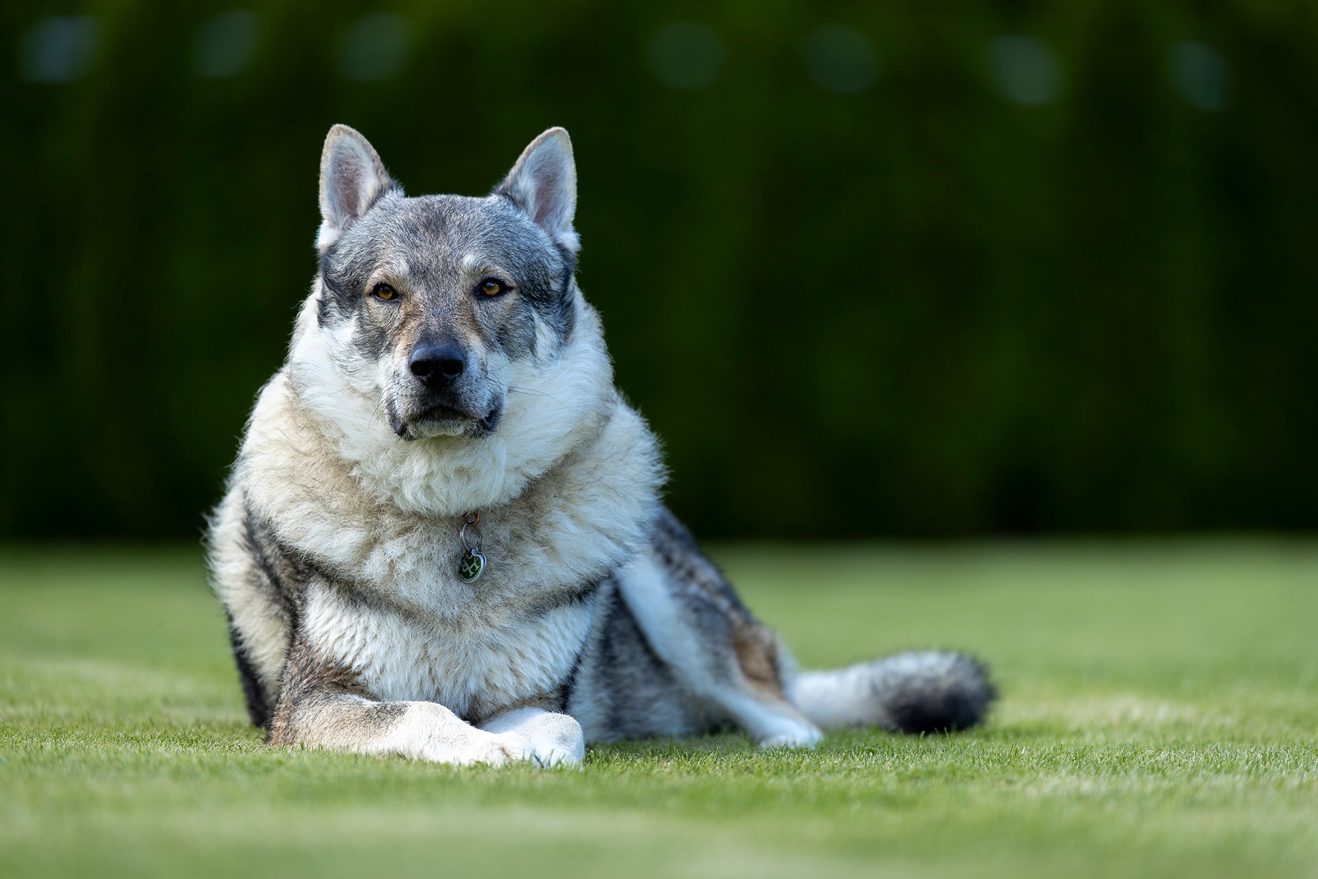 frech_pfoto_orell_inspiration_seelenhund_11.jpg