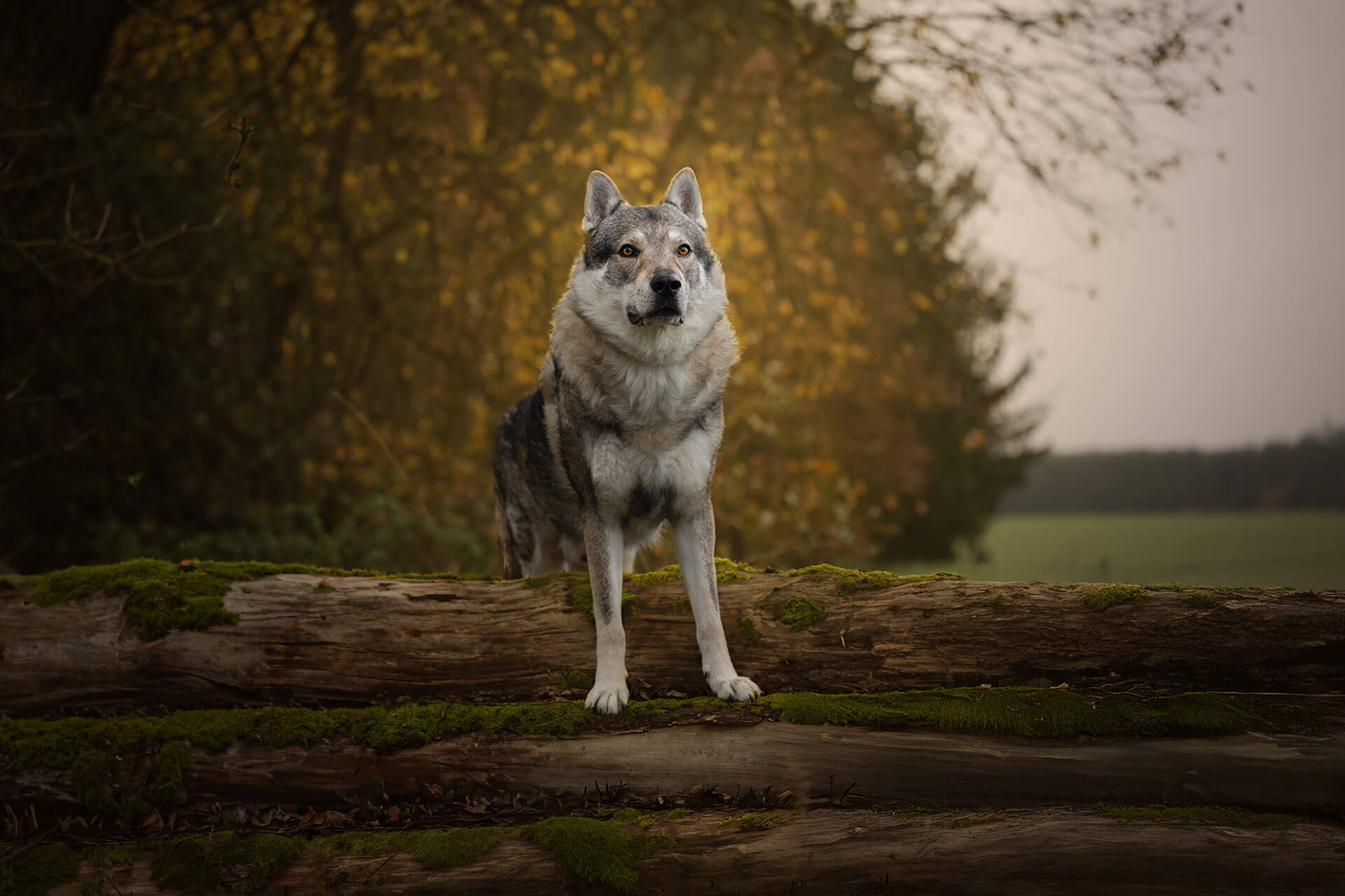 frech_pfoto_orell_inspiration_seelenhund_12.jpg