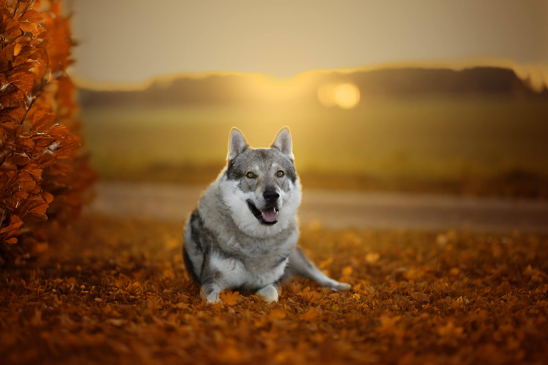 frech_pfoto_orell_inspiration_seelenhund_13.jpg