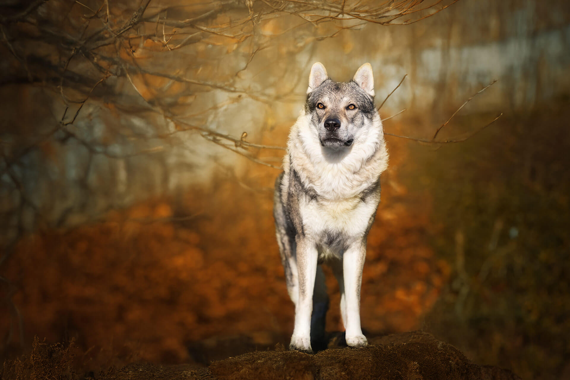 frech_pfoto_orell_inspiration_seelenhund_14.jpg