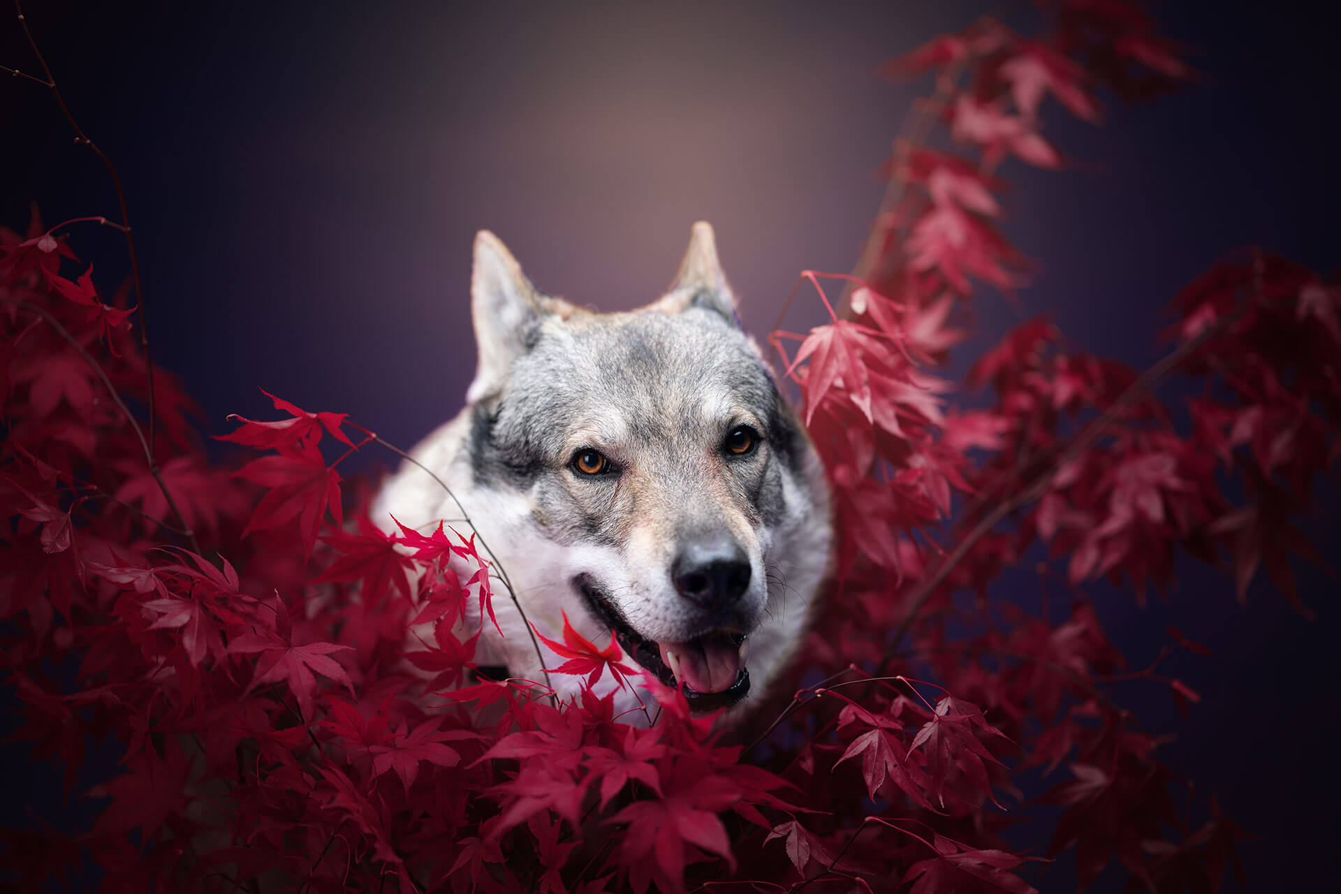 frech_pfoto_orell_inspiration_seelenhund_15.jpg