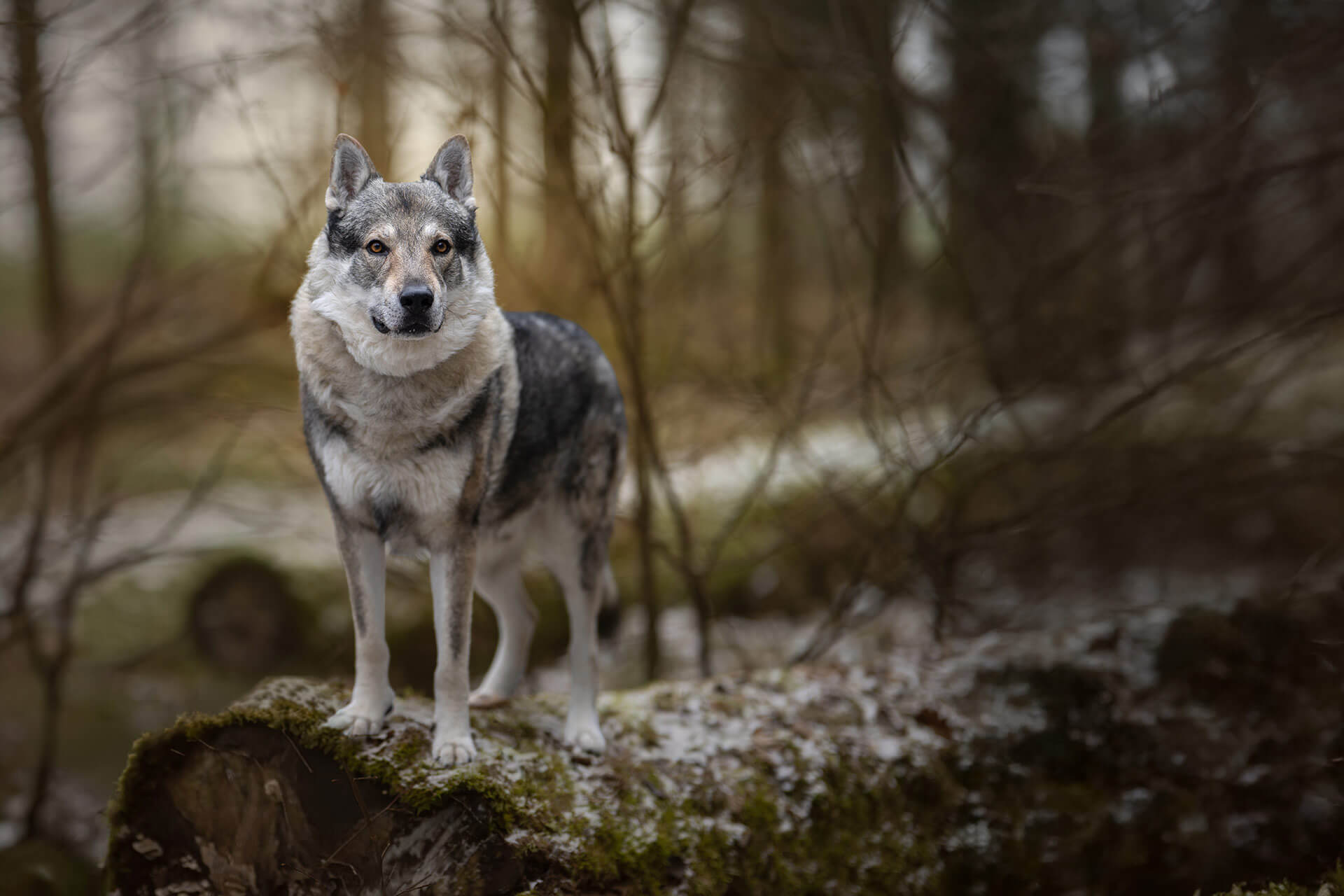 frech_pfoto_orell_inspiration_seelenhund_16.jpg