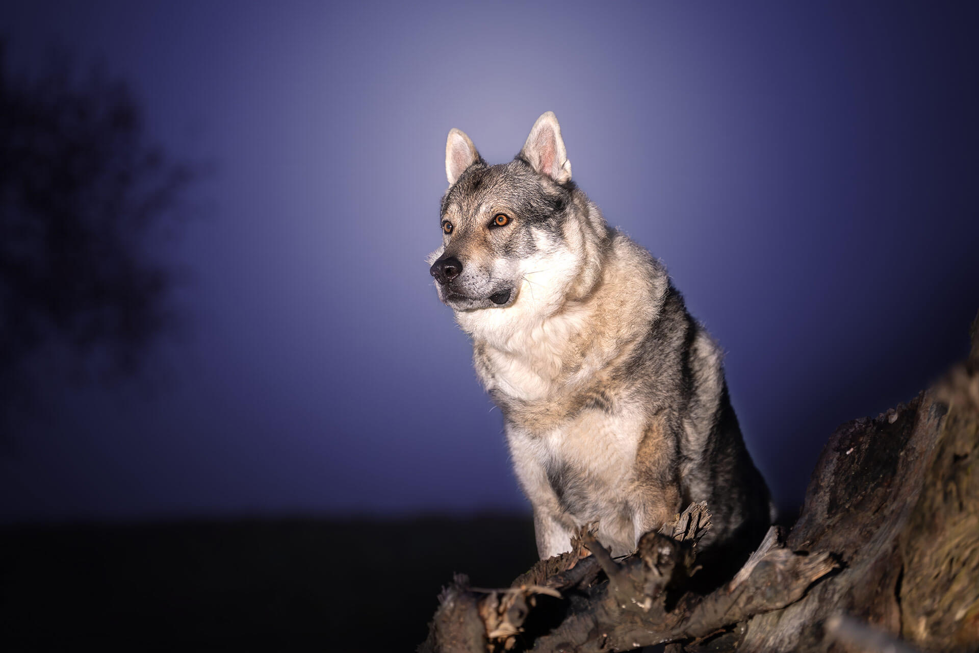 frech_pfoto_orell_inspiration_seelenhund_17.jpg