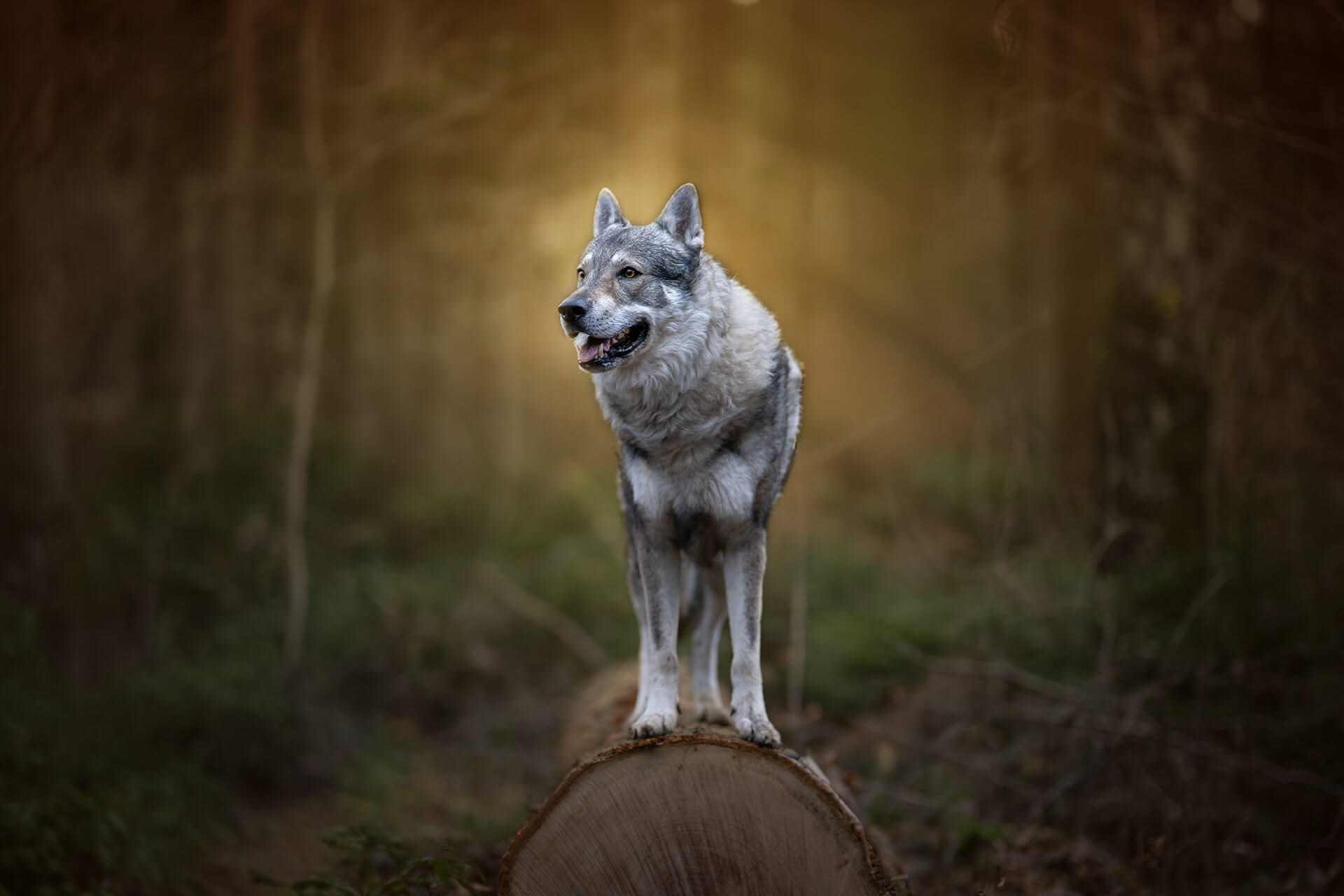frech_pfoto_orell_inspiration_seelenhund_18.jpg