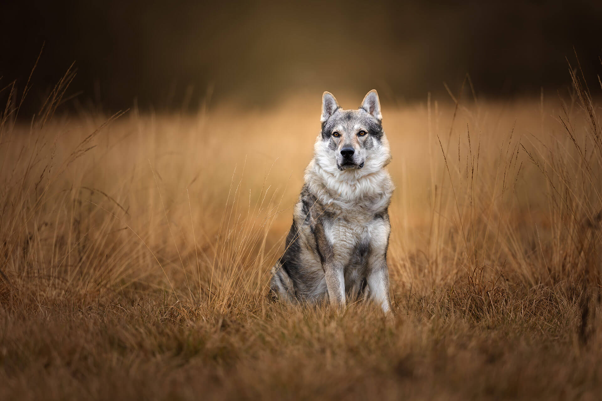 frech_pfoto_orell_inspiration_seelenhund_19.jpg
