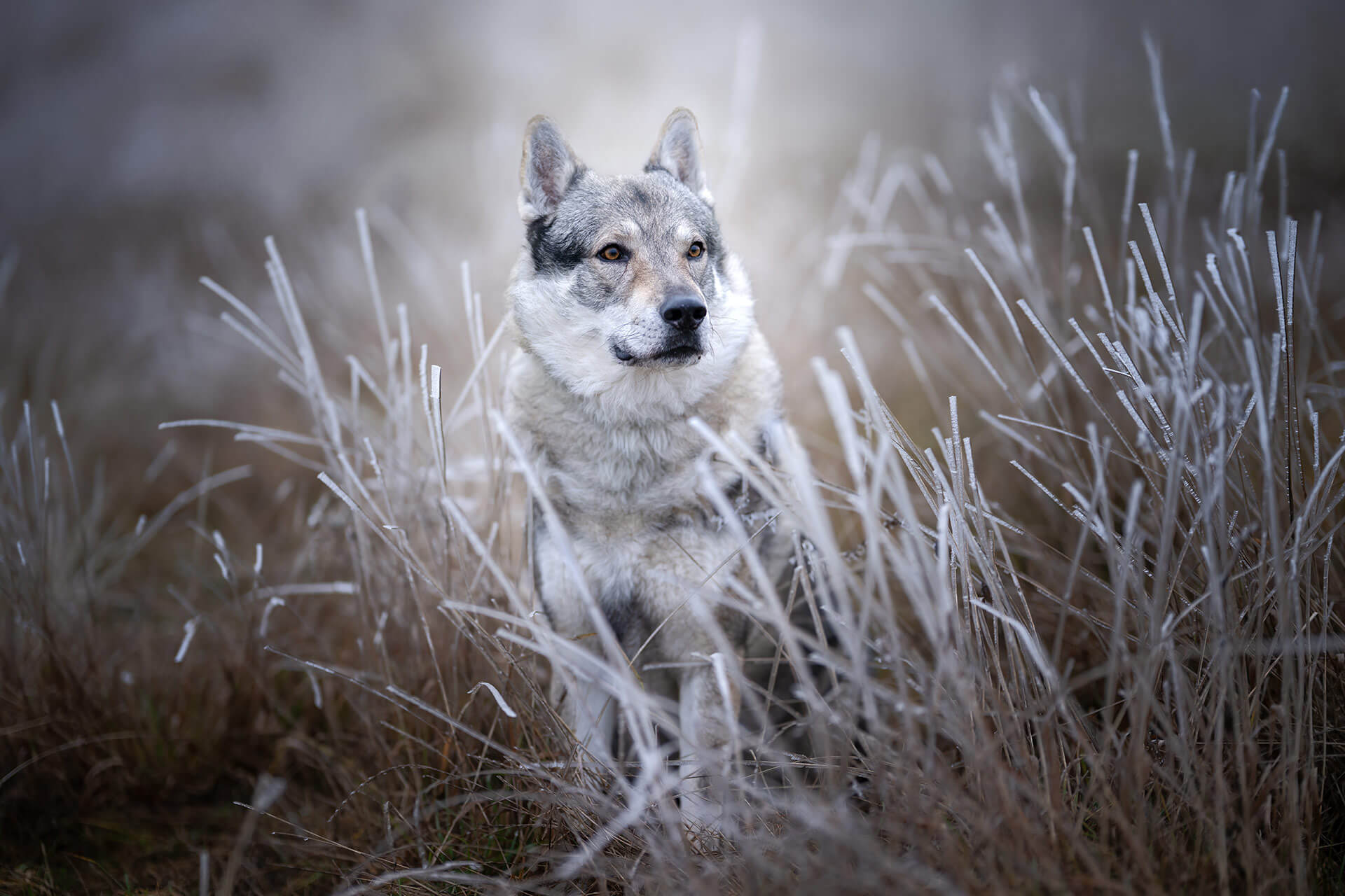 frech_pfoto_orell_inspiration_seelenhund_20.jpg