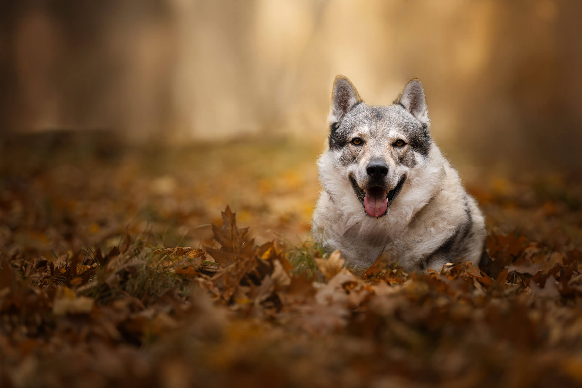 frech_pfoto_orell_inspiration_seelenhund_21.jpg