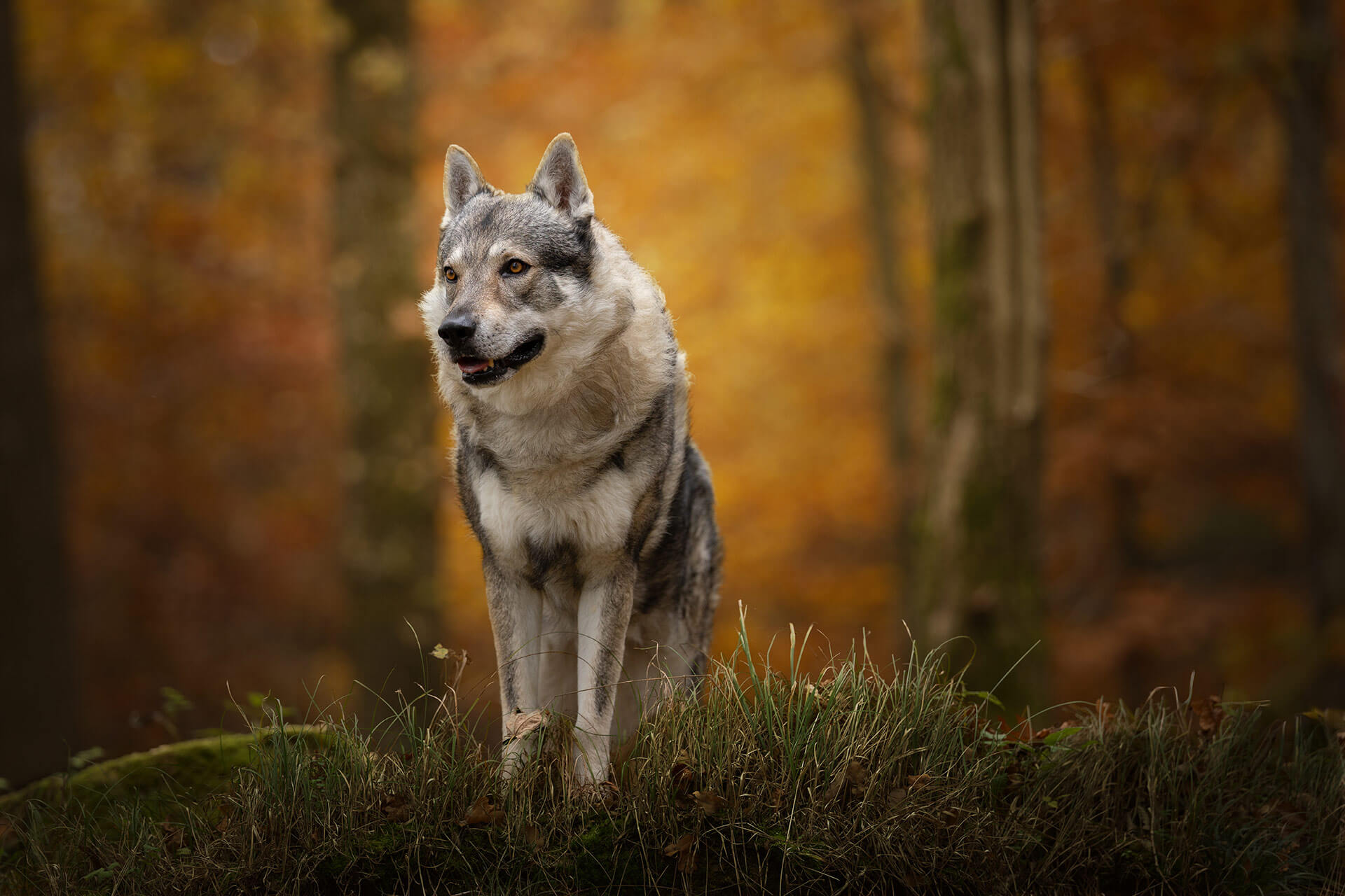frech_pfoto_orell_inspiration_seelenhund_22.jpg