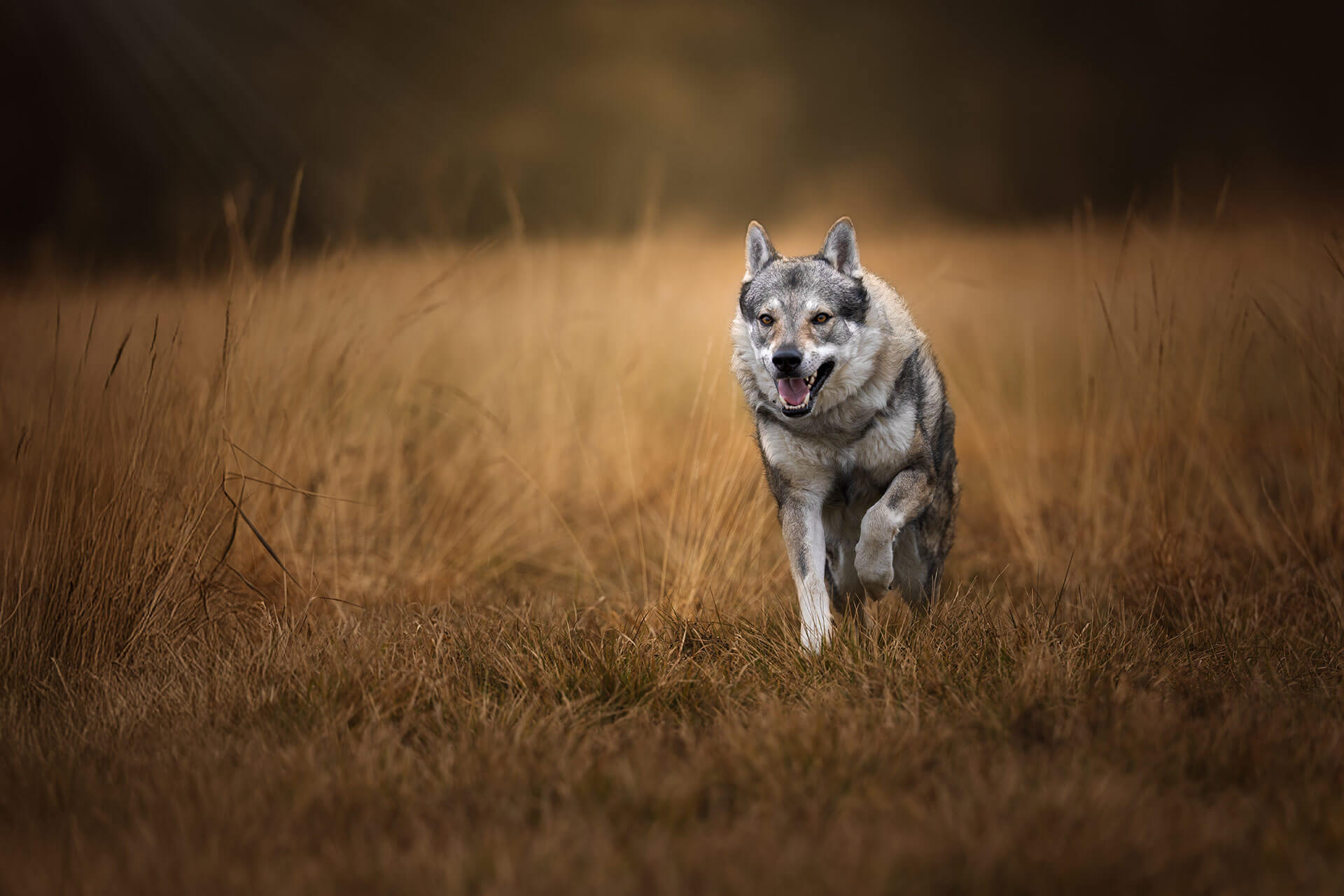 frech_pfoto_orell_inspiration_seelenhund_23.jpg