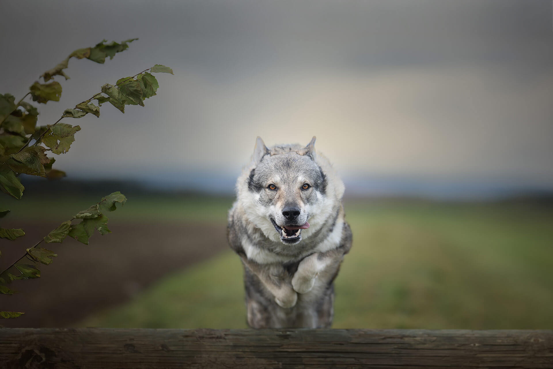 frech_pfoto_orell_inspiration_seelenhund_24.jpg