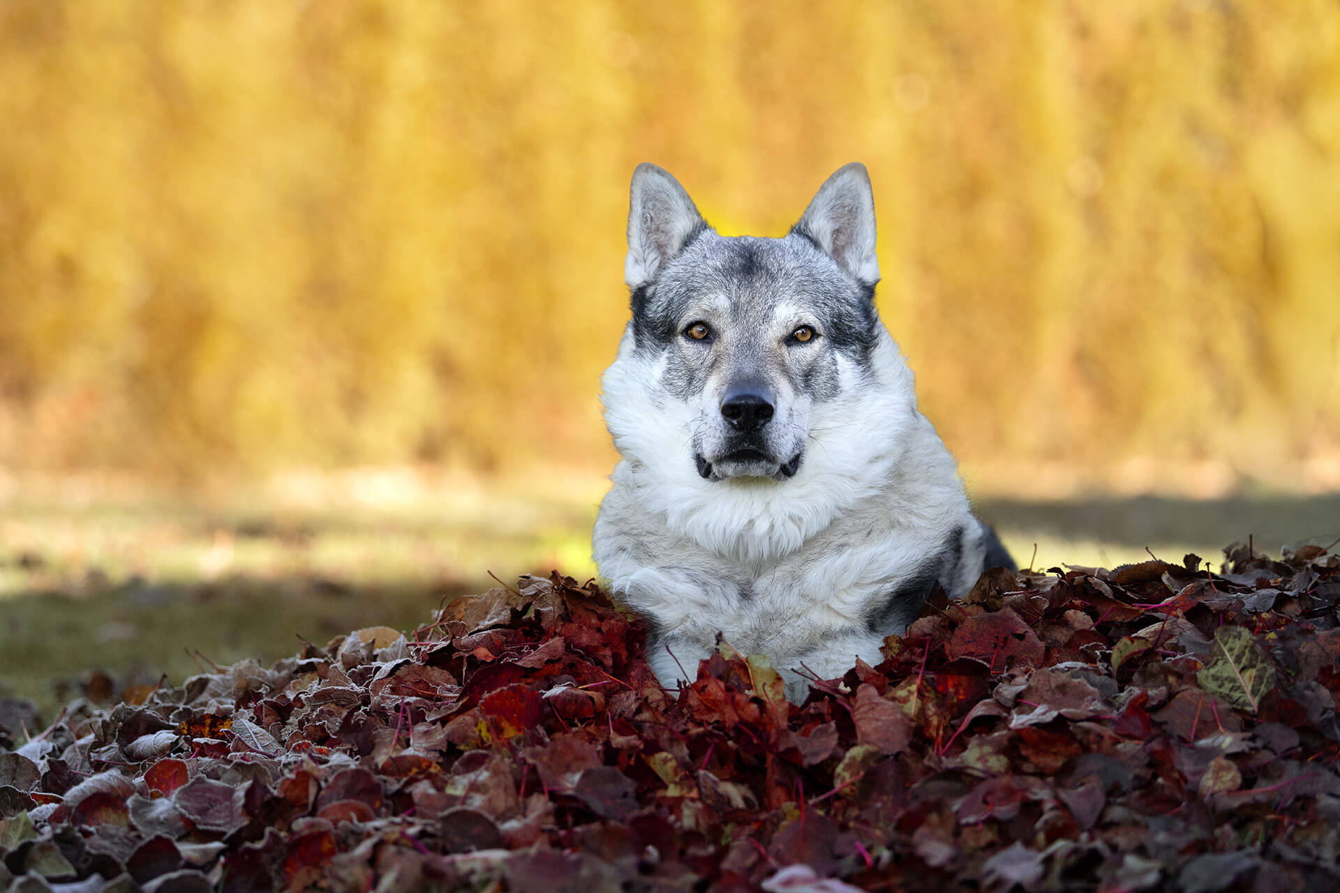 frech_pfoto_orell_inspiration_seelenhund_25.jpg