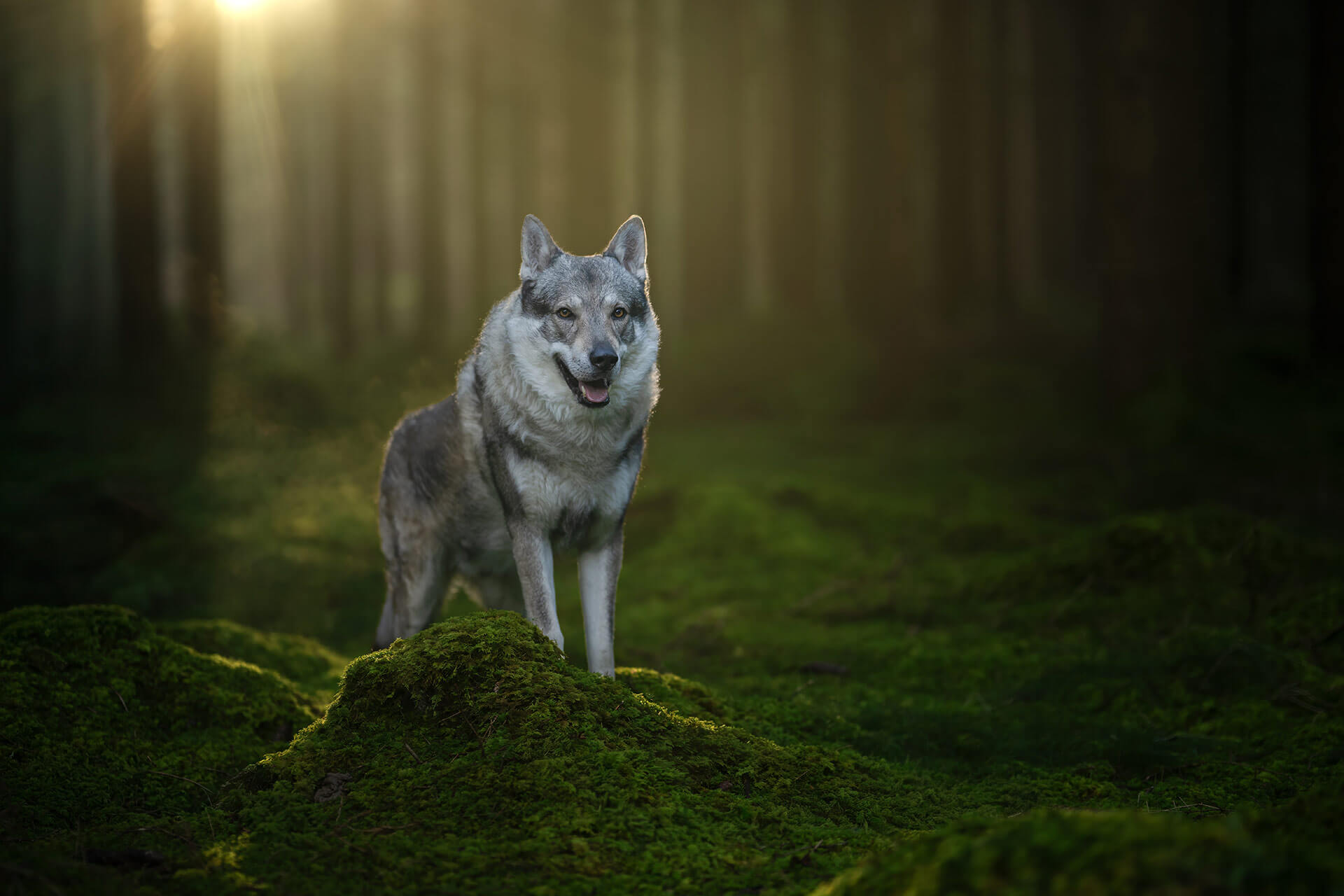 frech_pfoto_orell_inspiration_seelenhund_26.jpg