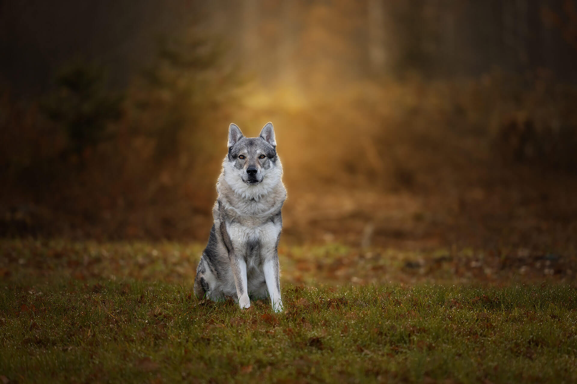 frech_pfoto_orell_inspiration_seelenhund_27.jpg