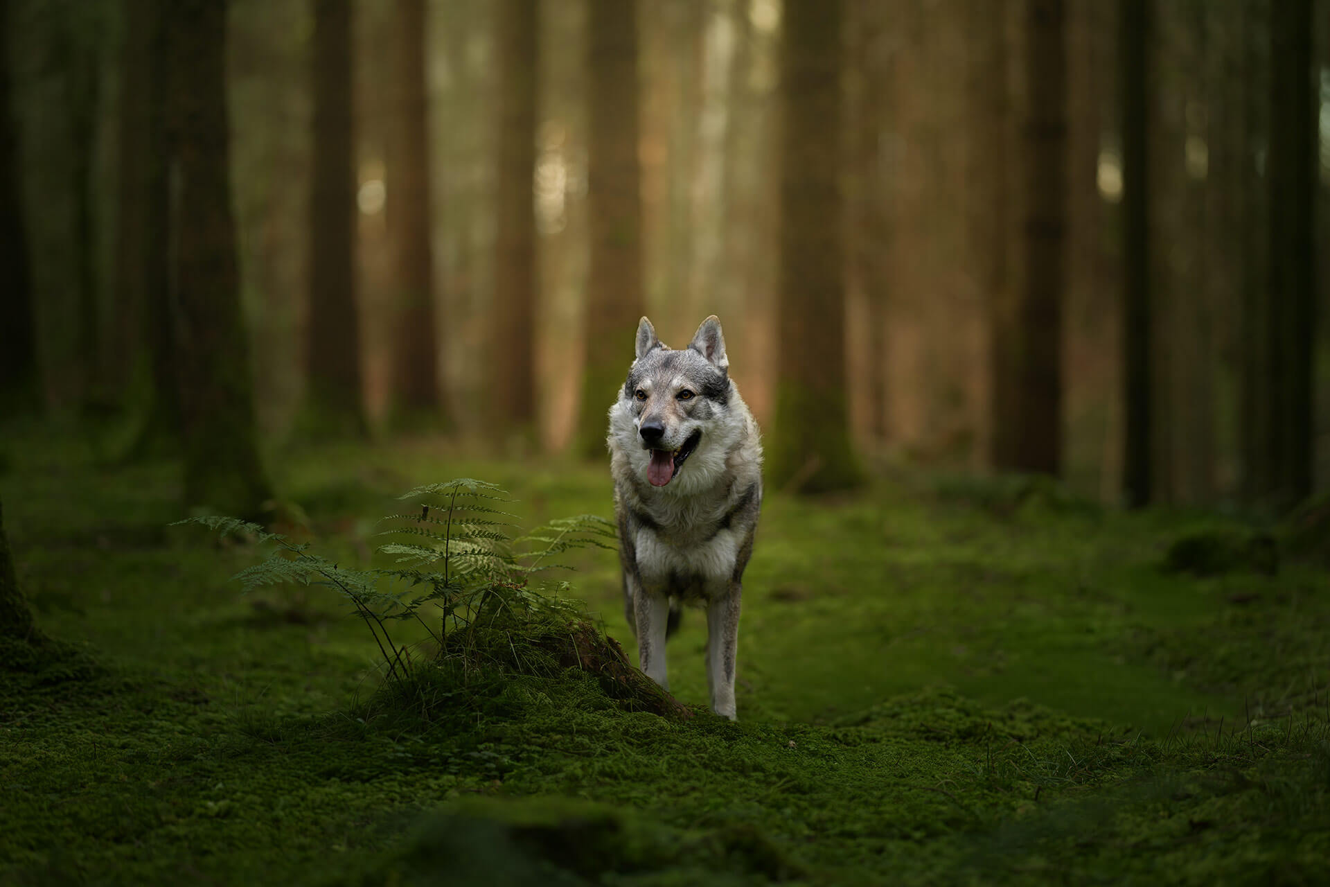 frech_pfoto_orell_inspiration_seelenhund_28.jpg