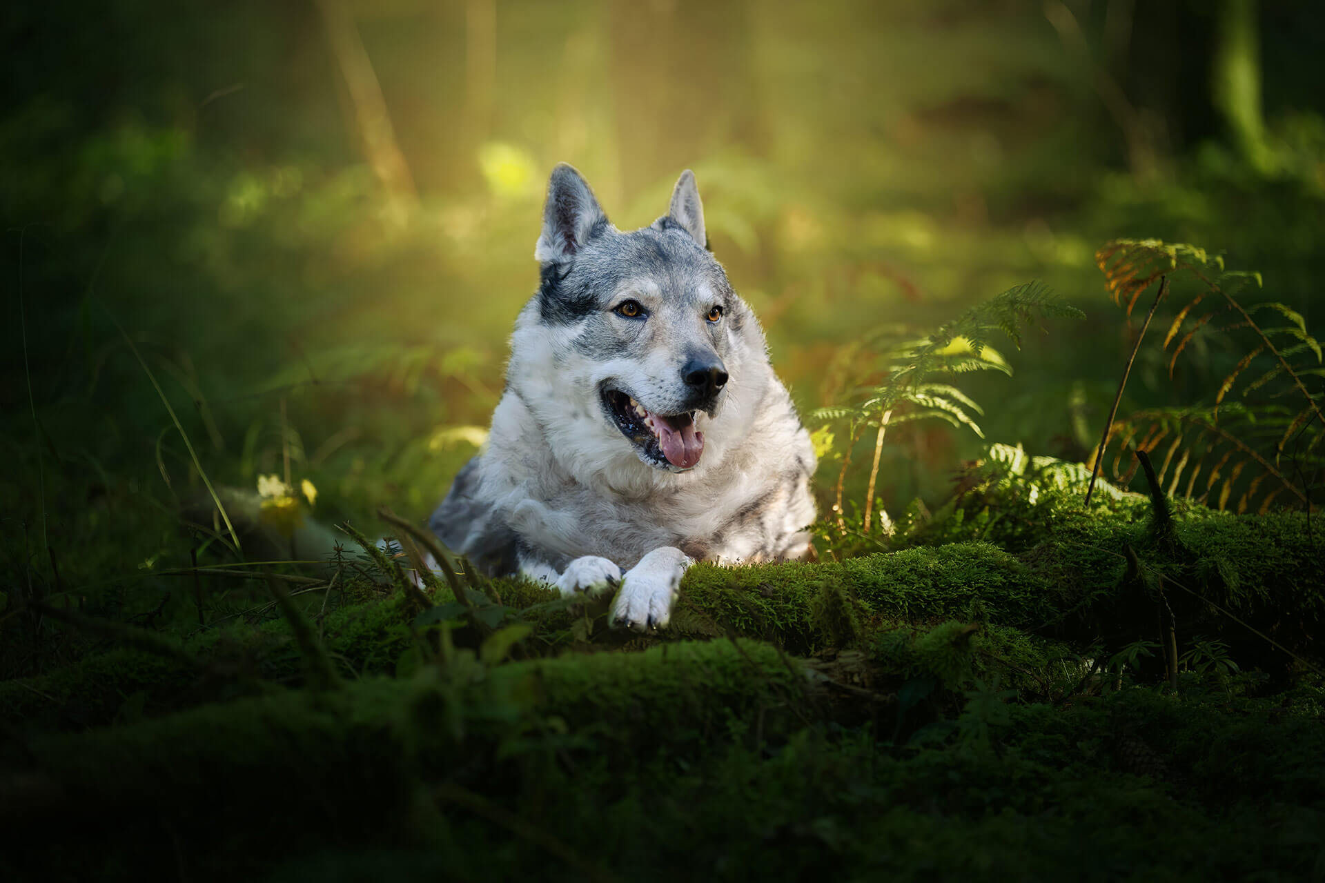frech_pfoto_orell_inspiration_seelenhund_29.jpg