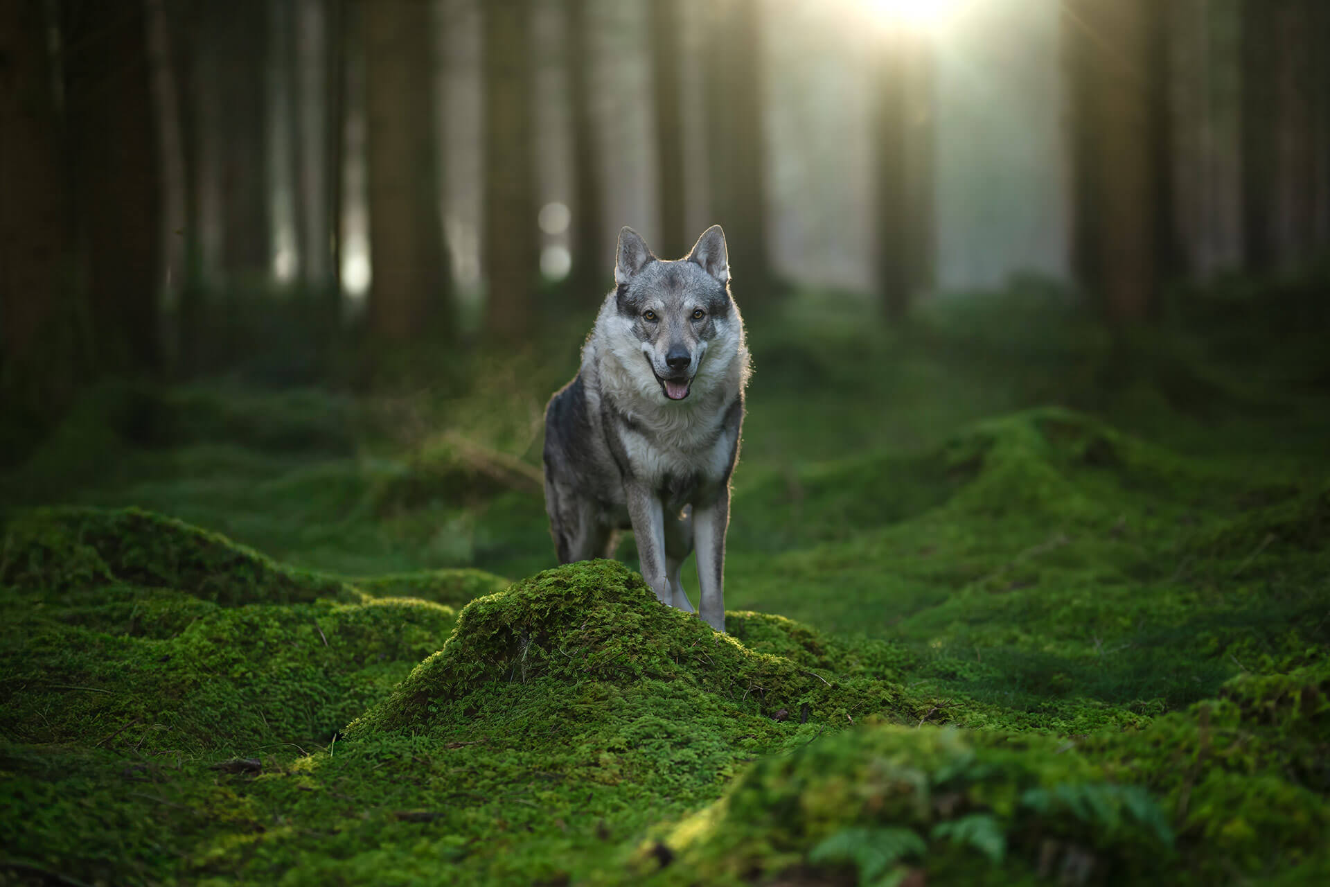 frech_pfoto_orell_inspiration_seelenhund_30.jpg