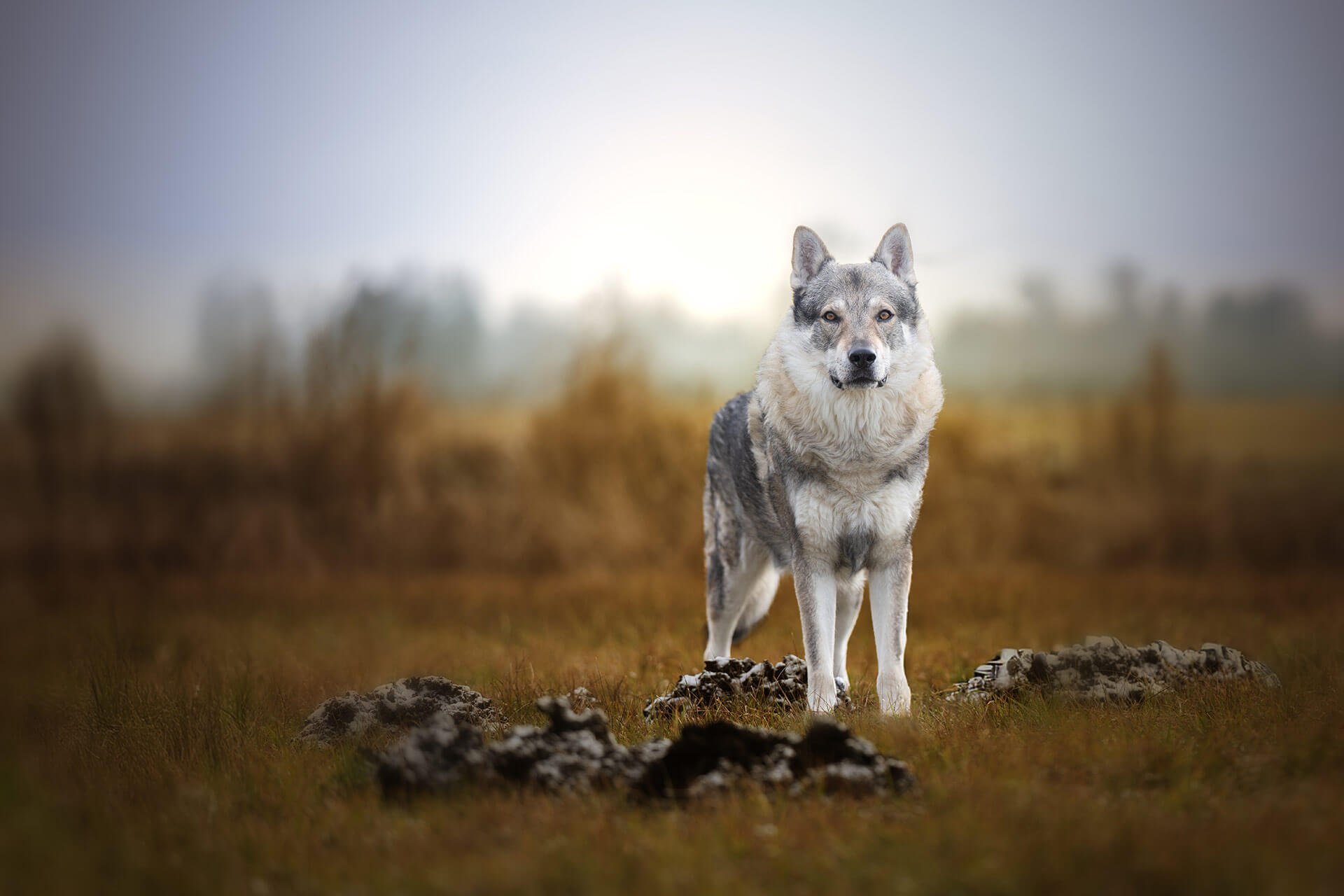 frech_pfoto_orell_inspiration_seelenhund_31.jpg