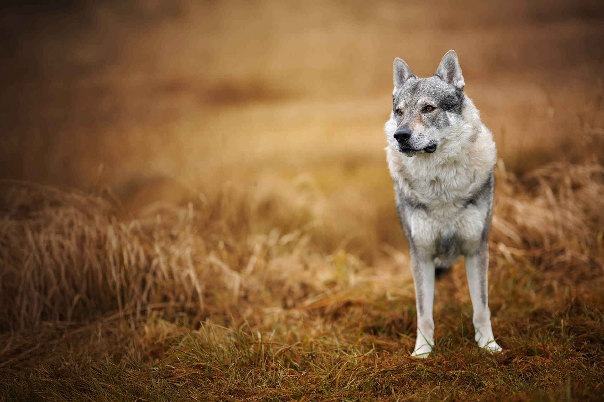 frech_pfoto_orell_inspiration_seelenhund_32.jpg