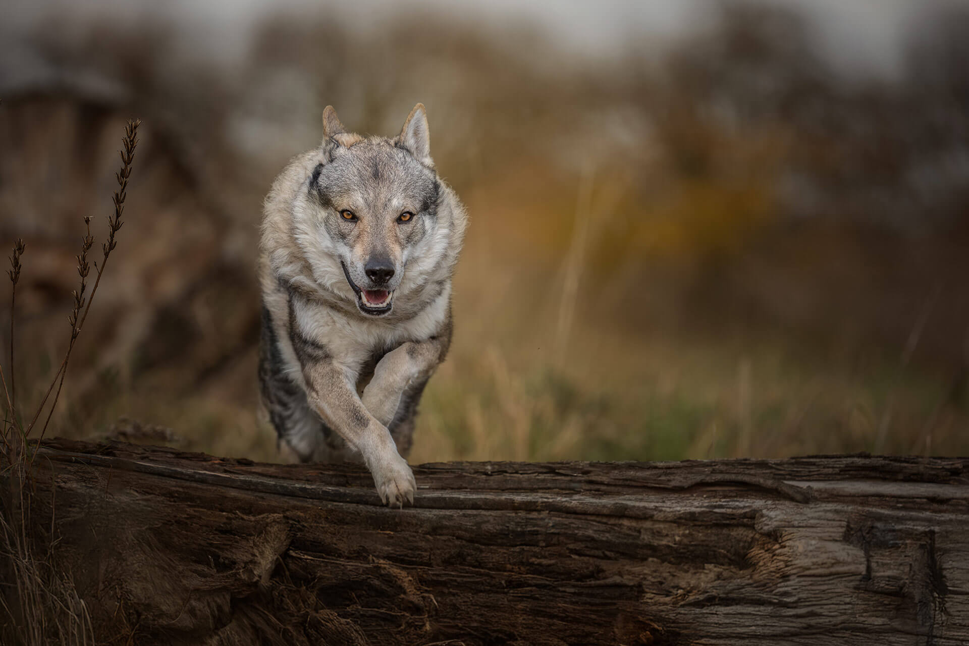 frech_pfoto_orell_inspiration_seelenhund_33.jpg