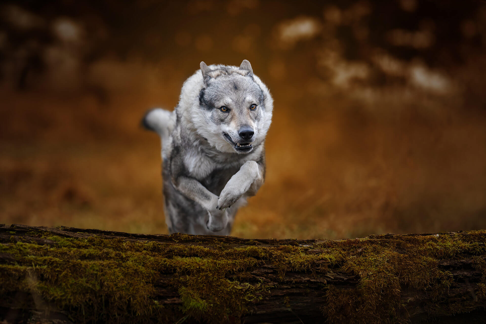 frech_pfoto_orell_inspiration_seelenhund_34.jpg