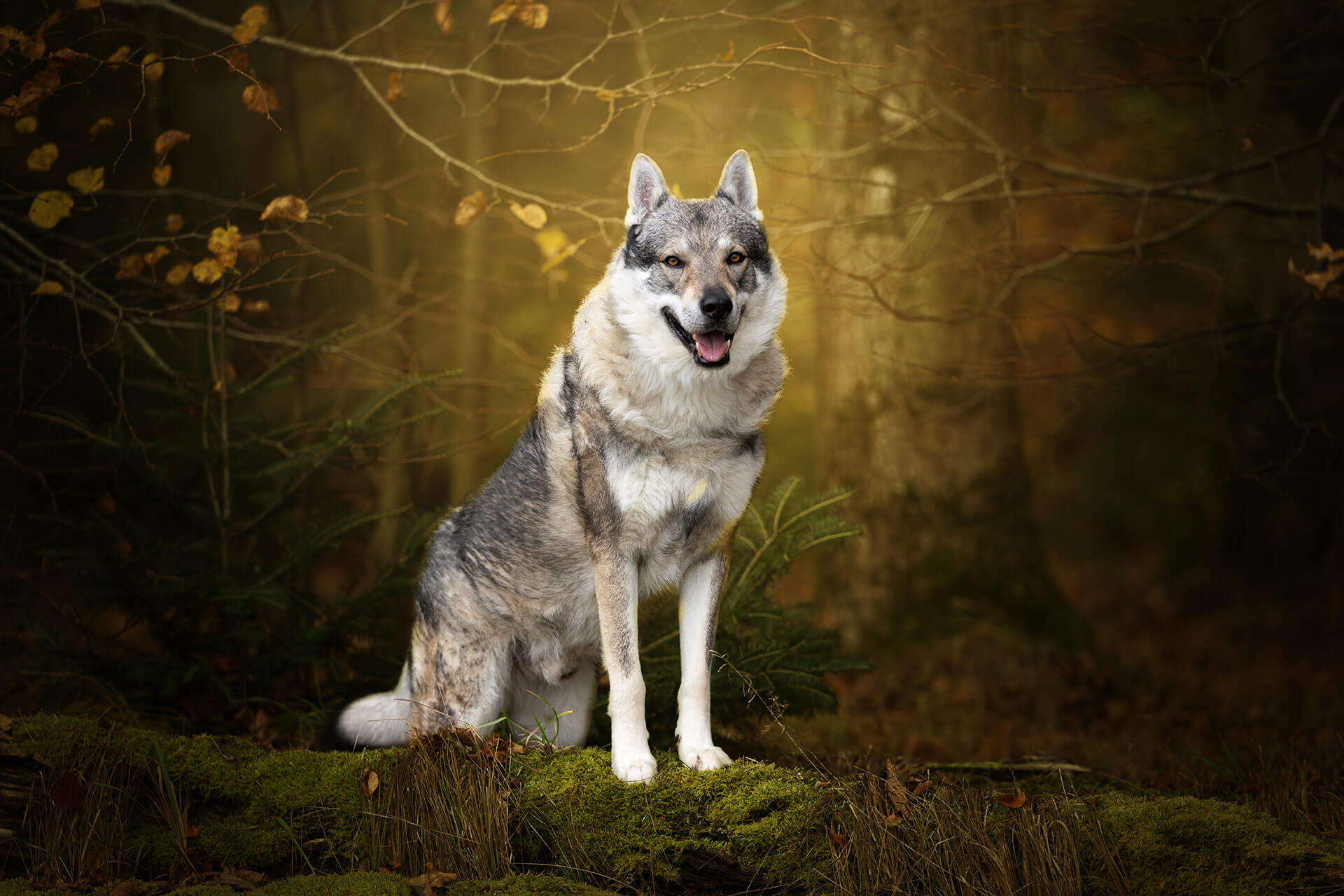 frech_pfoto_orell_inspiration_seelenhund_35.jpg