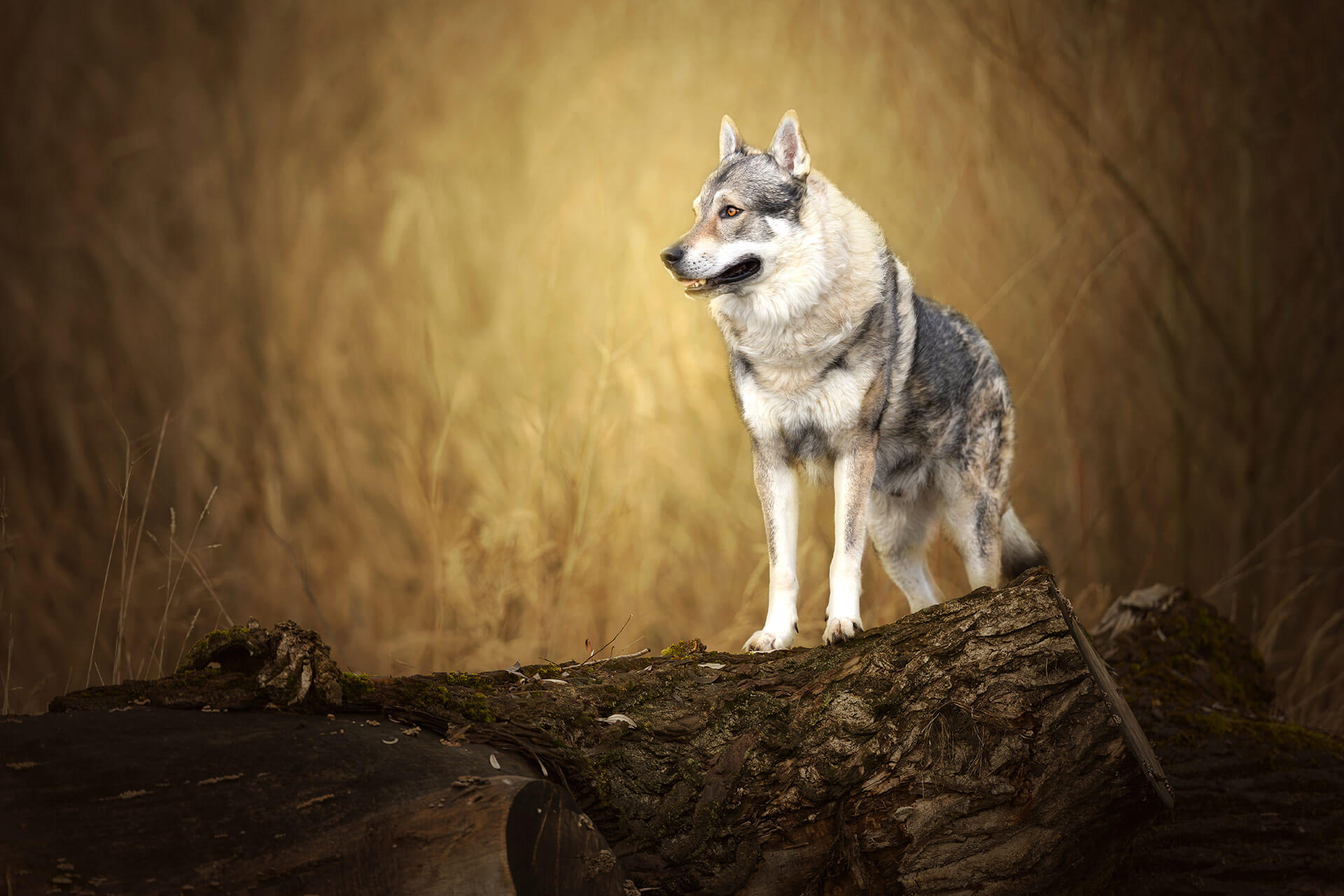 frech_pfoto_orell_inspiration_seelenhund_36.jpg