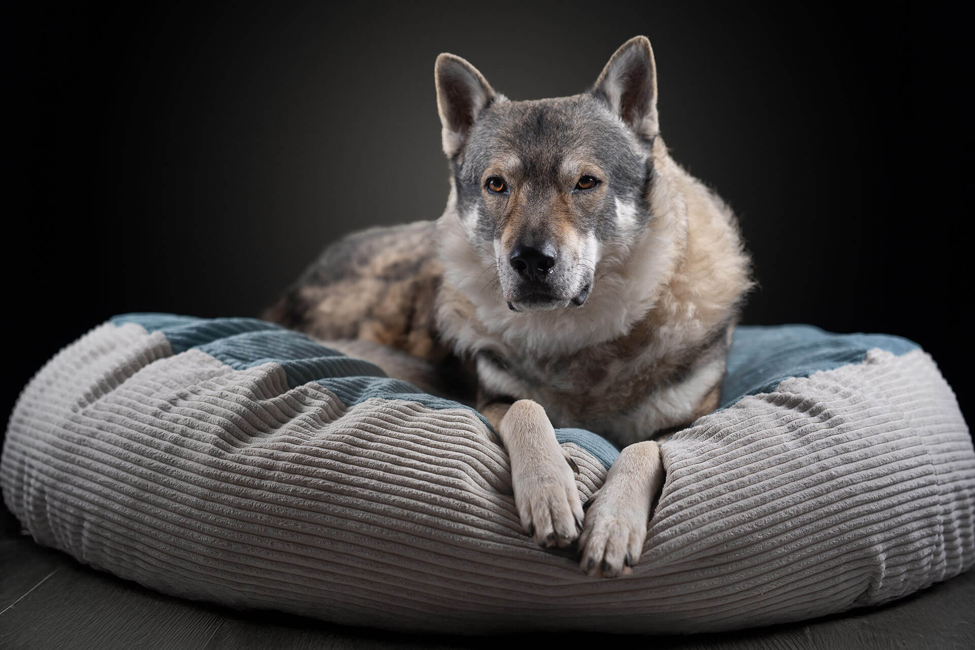frech_pfoto_orell_inspiration_seelenhund_37.jpg