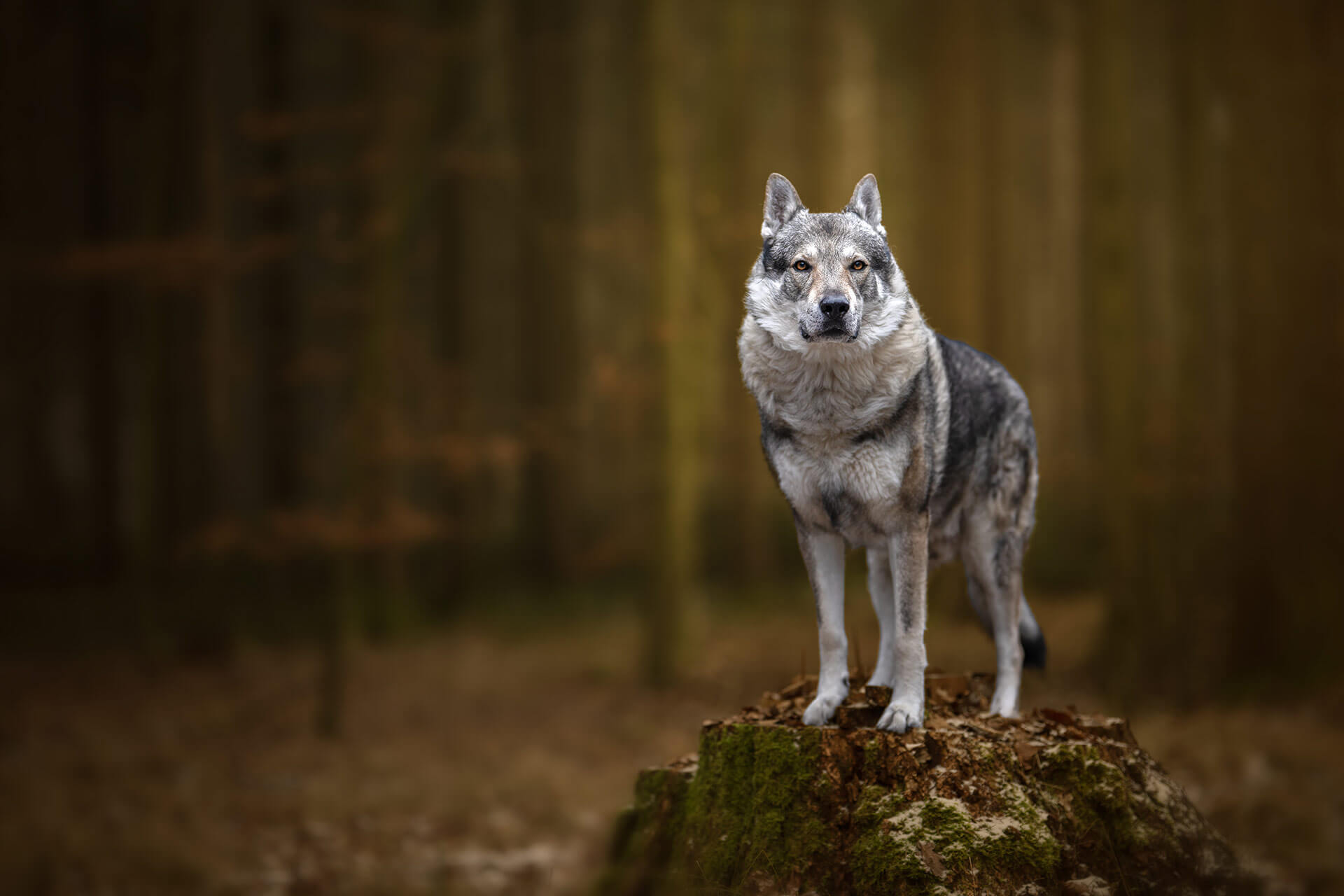 frech_pfoto_orell_inspiration_seelenhund_39.jpg