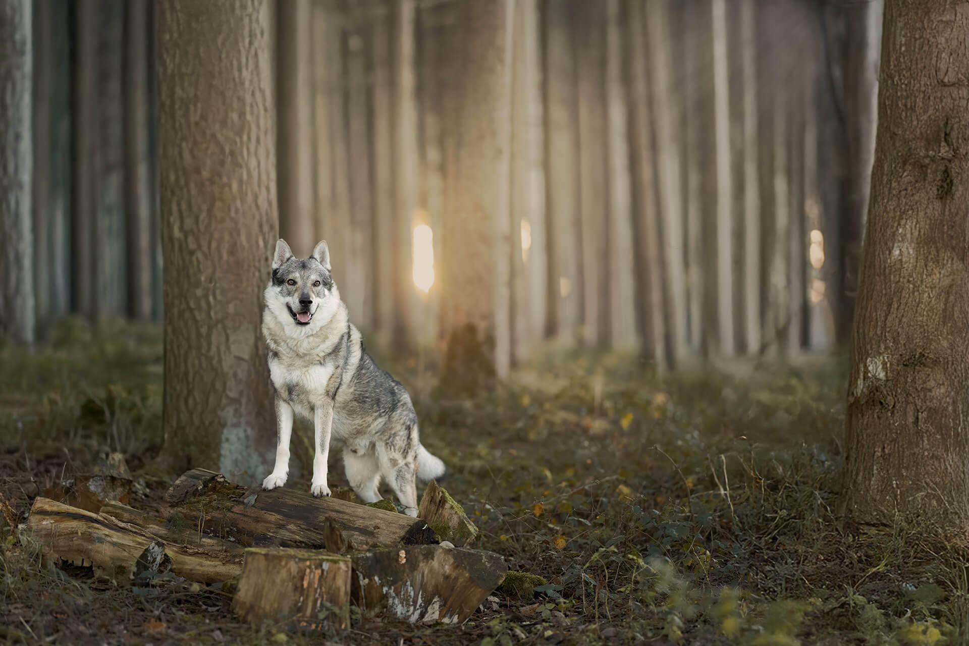 frech_pfoto_orell_inspiration_seelenhund_40.jpg