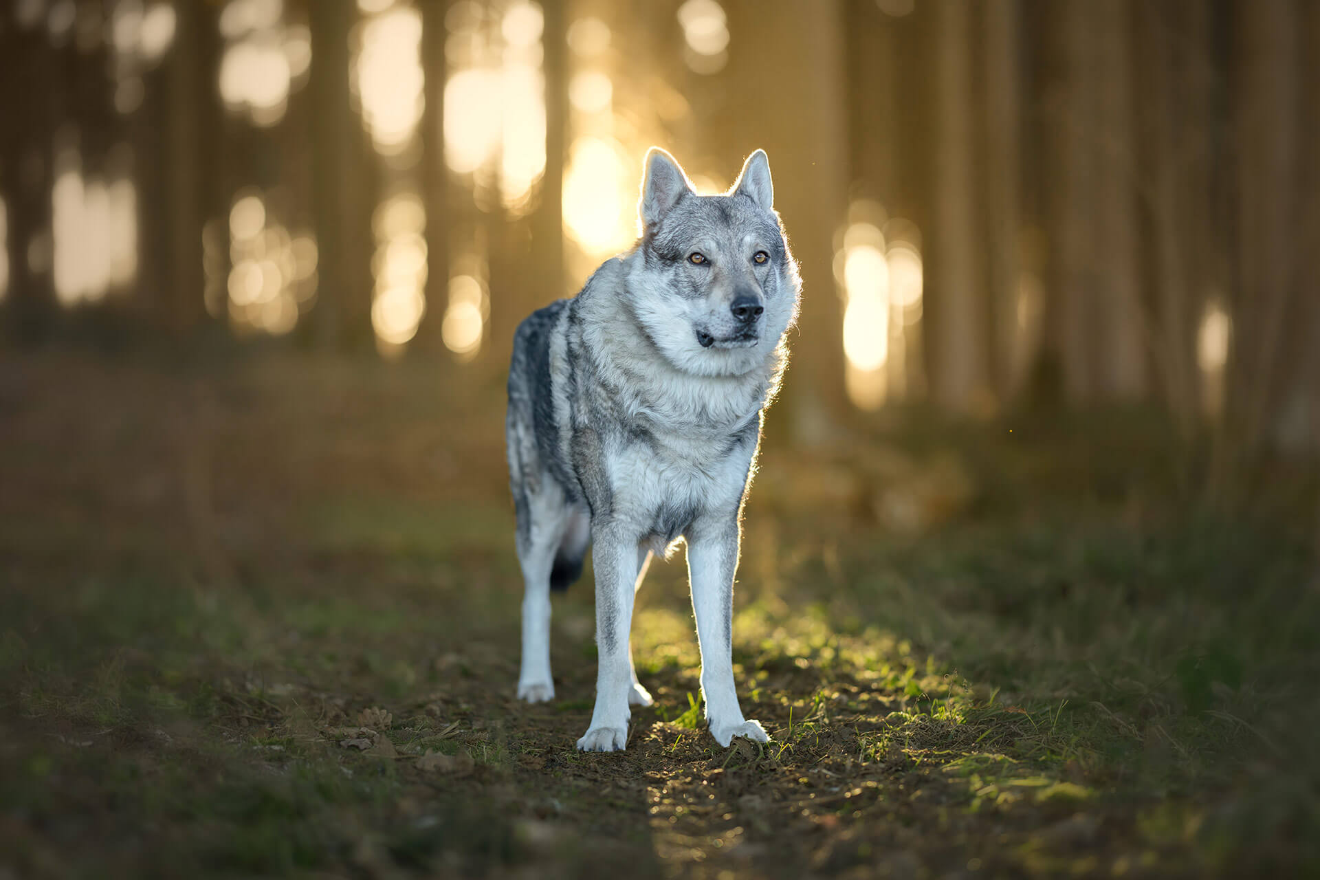 frech_pfoto_orell_inspiration_seelenhund_41.jpg