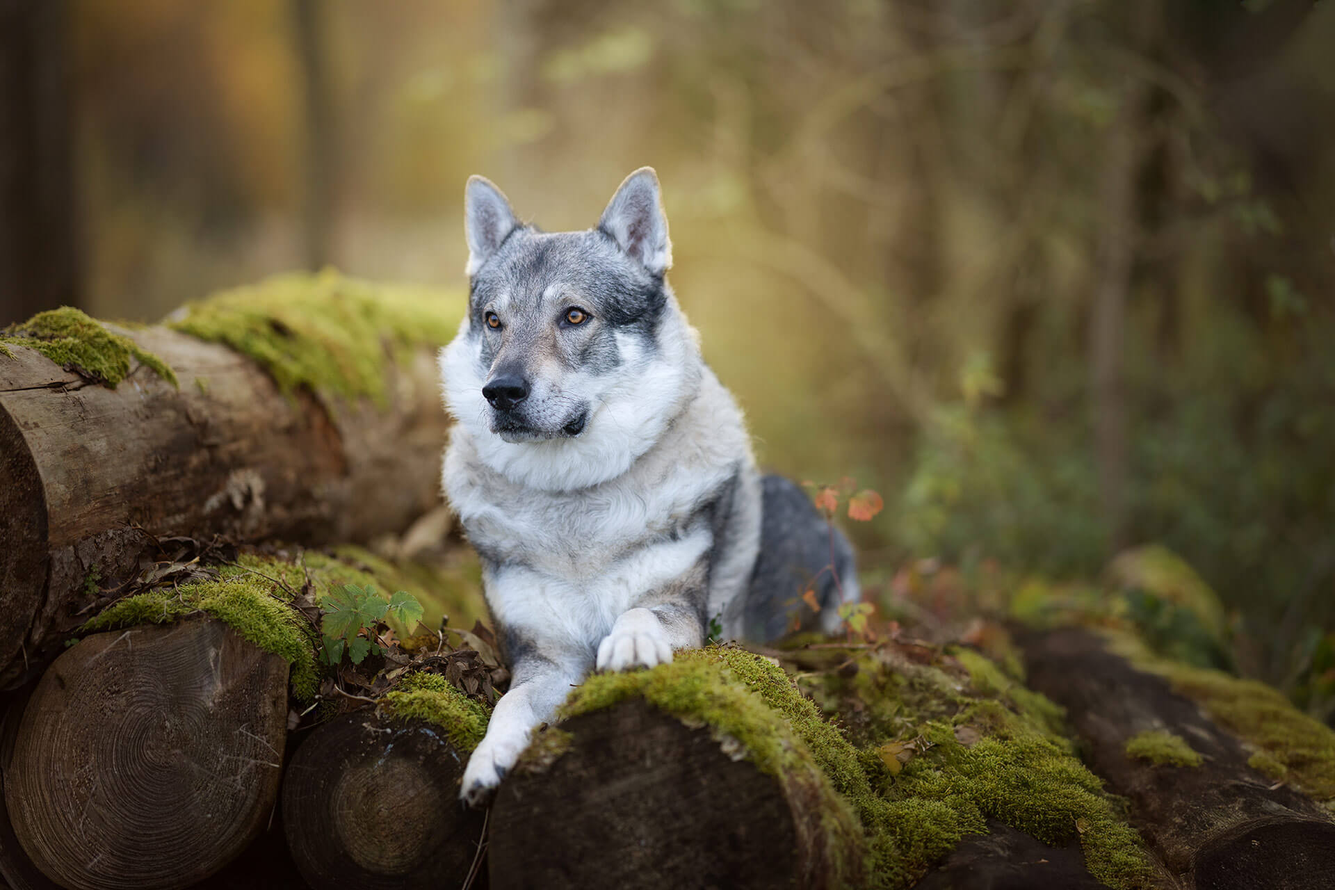 frech_pfoto_orell_inspiration_seelenhund_42.jpg