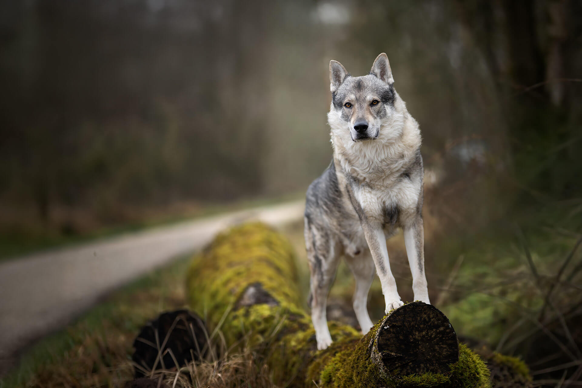 frech_pfoto_orell_inspiration_seelenhund_43.jpg