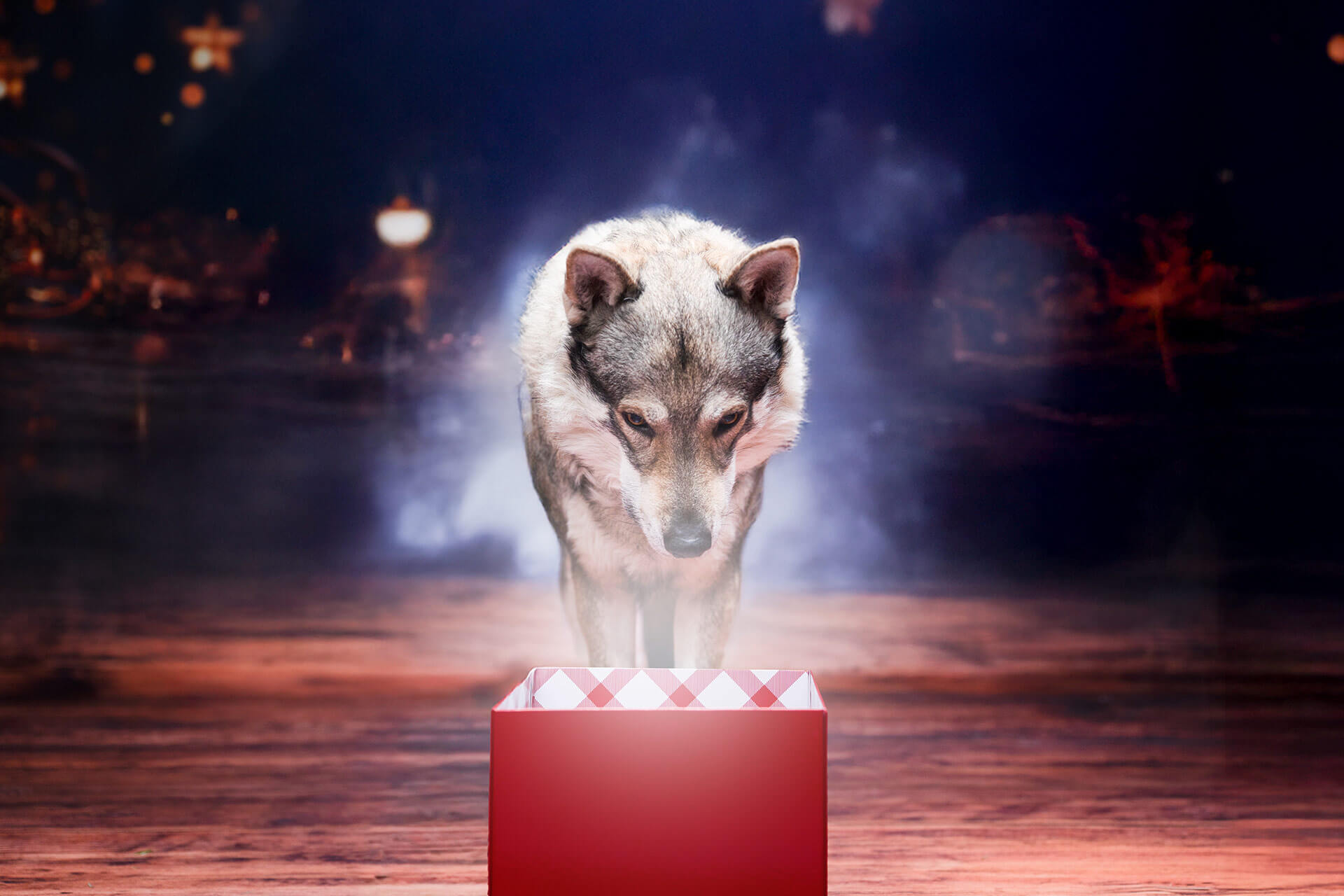 frech_pfoto_orell_inspiration_seelenhund_44.jpg