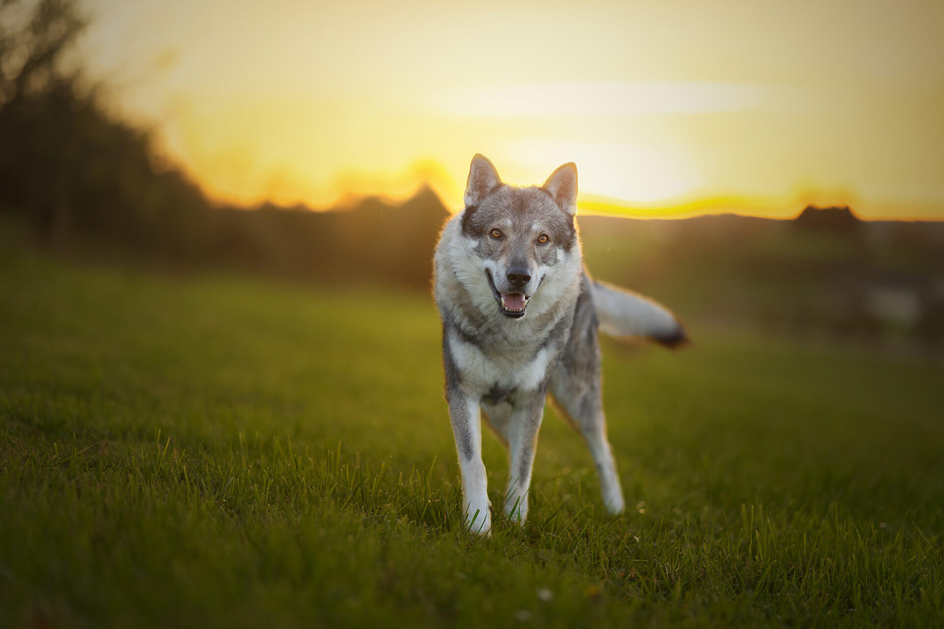 frech_pfoto_orell_inspiration_seelenhund_45.jpg