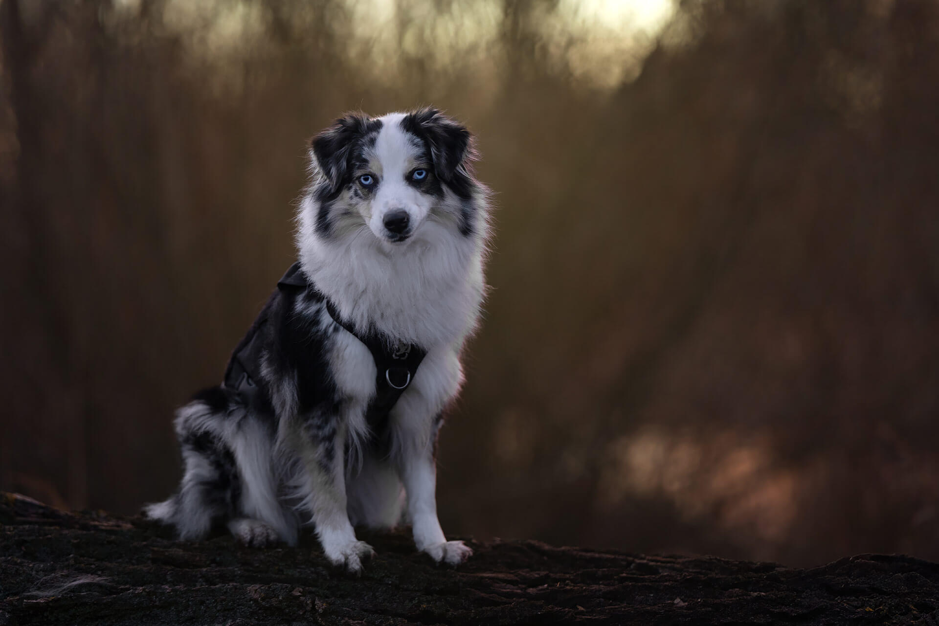 frech_pfoto_schoenheit_der_hunde_01.jpg