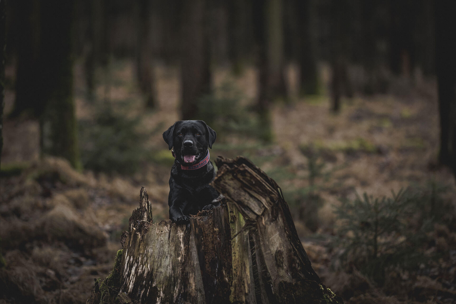 frech_pfoto_schoenheit_der_hunde_02.jpg