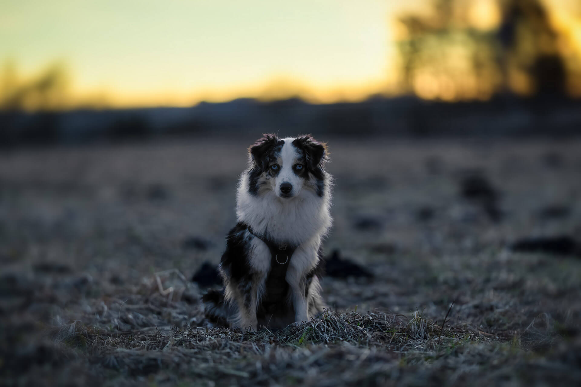 frech_pfoto_schoenheit_der_hunde_03.jpg