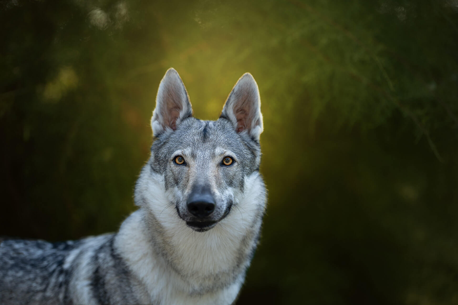 frech_pfoto_schoenheit_der_hunde_04.jpg