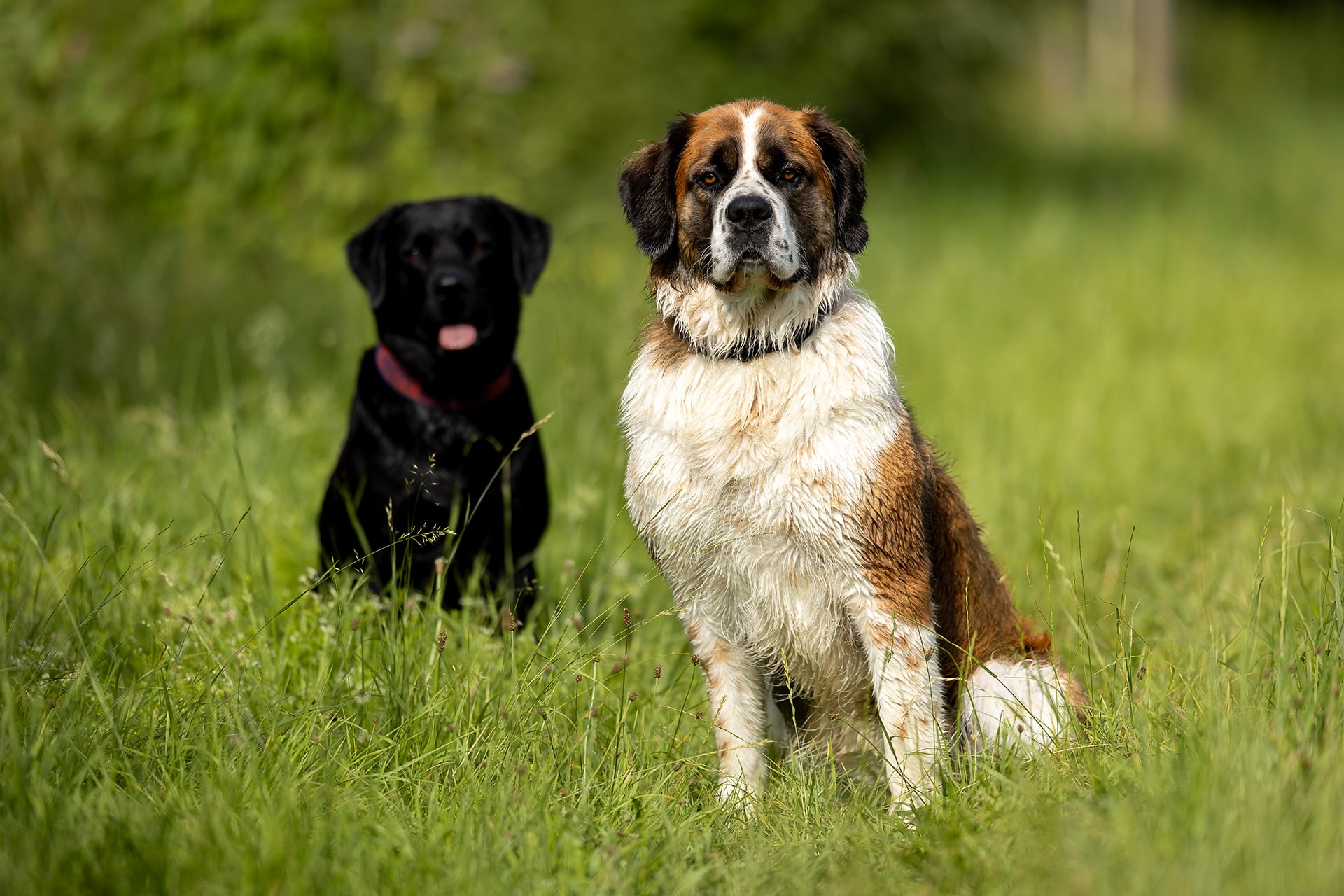 frech_pfoto_schoenheit_der_hunde_05.jpg