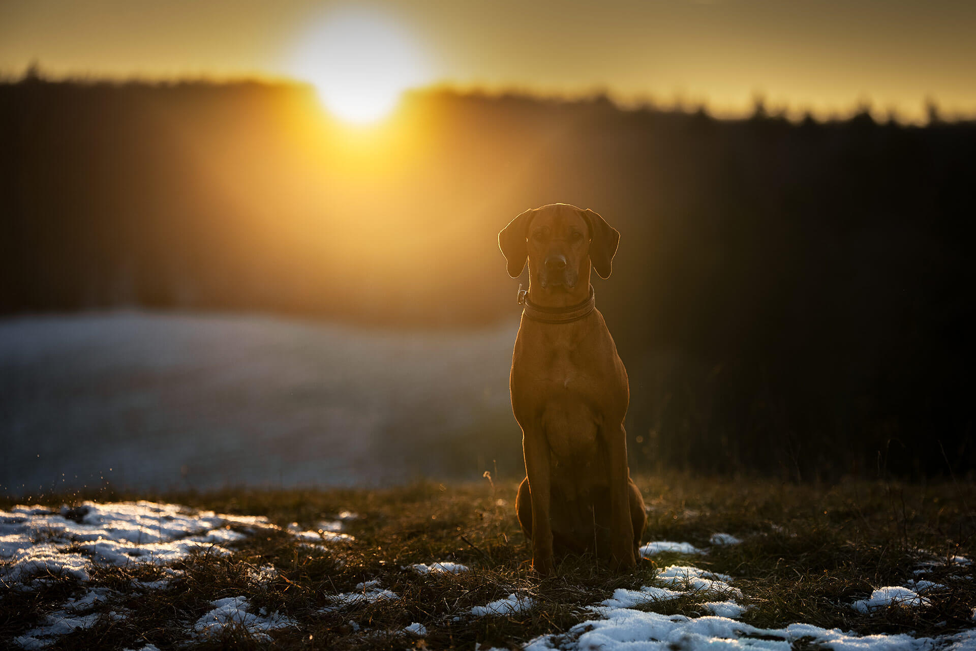 frech_pfoto_schoenheit_der_hunde_06.jpg